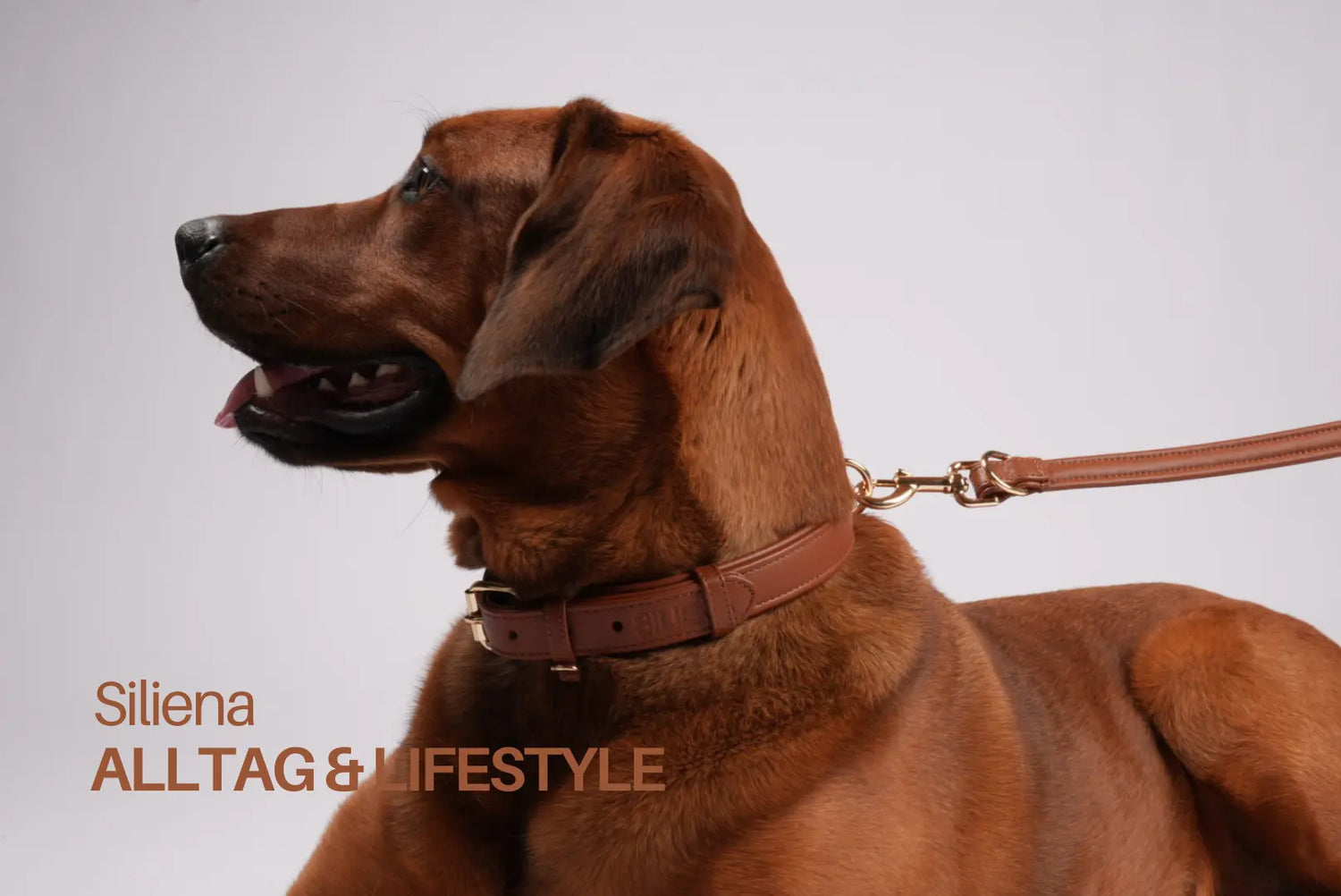 Hund mit braunem Echtleder-Halsband und Leine von Siliena, elegant und hochwertig verarbeitet