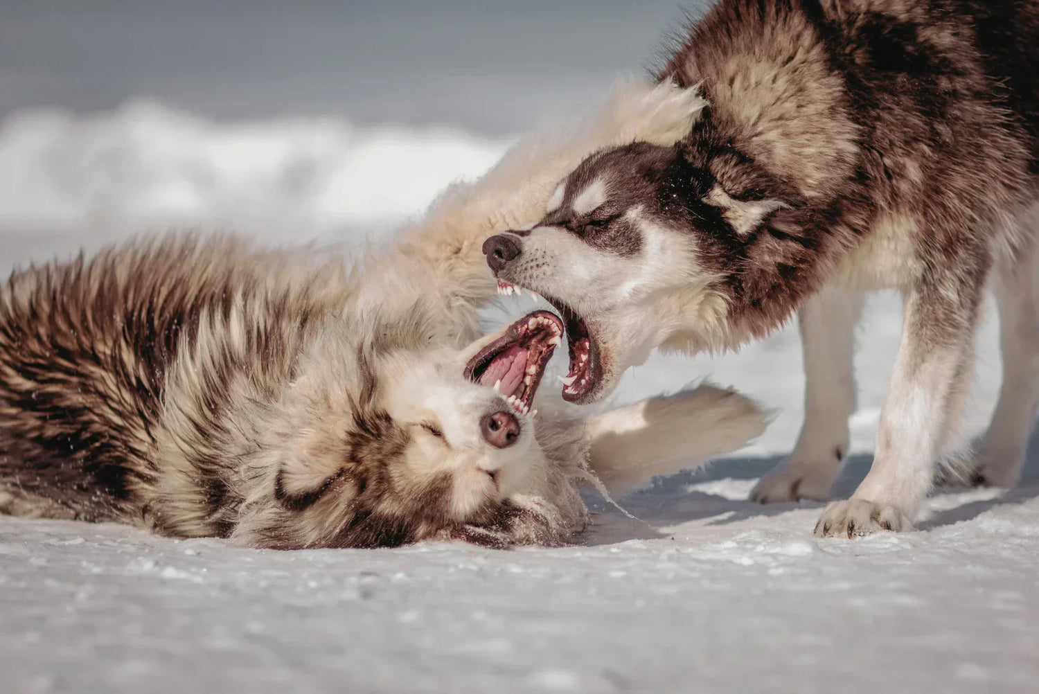 Zwei Hunde in angespannter Begegnung – Management Training für reaktive Hunde und Ursachen von Leinenaggression.
