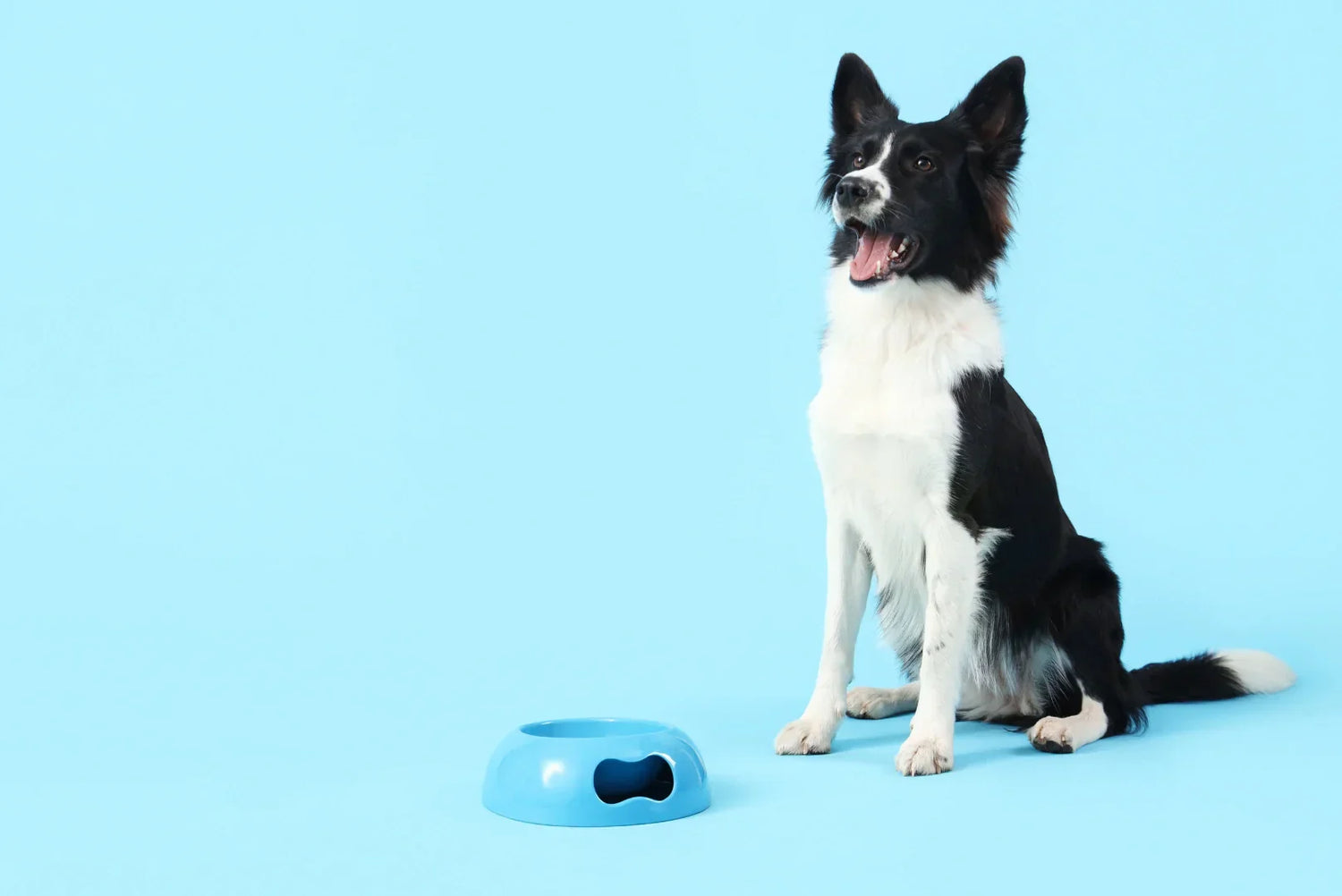 Schwarz-weißer Border Collie sitzt aufmerksam vor einem blauen Futternapf – Beispiel für Impulskontrolle beim Hund im Training