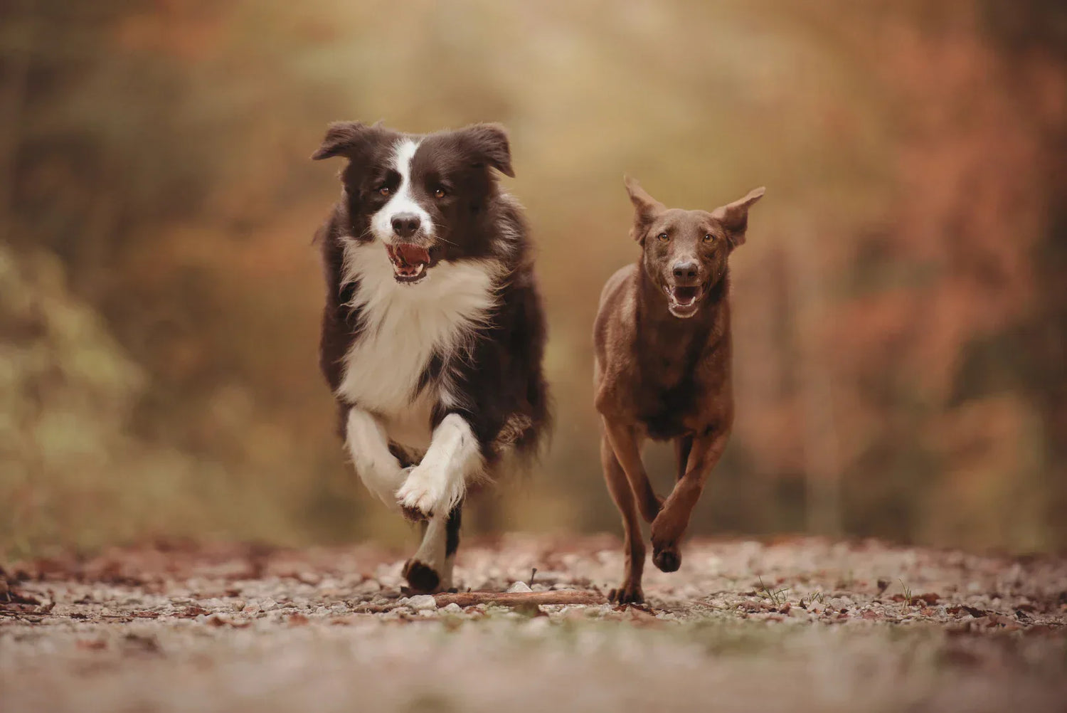 Zwei Hunde rennen frei durch herbstlichen Wald – Rückruftraining in Aktion
