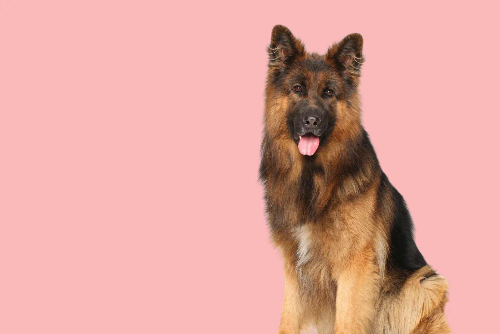 ceder bonsai Eastern Red Cedar
