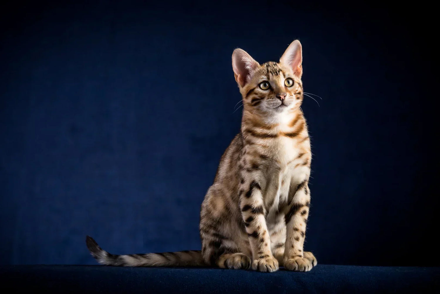 Bengal Katzenbaby sitzt aufmerksam – exotische Katzenrasse mit auffälliger Fellzeichnung