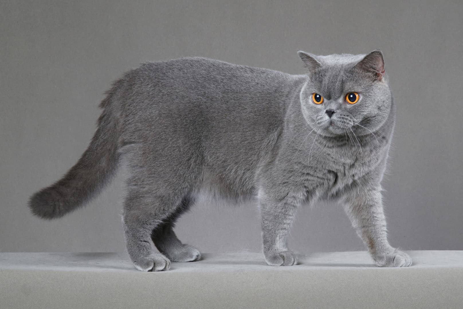 Britisch Kurzhaar Katze (BKH) in Blau mit runden Augen und plüschigem Fell