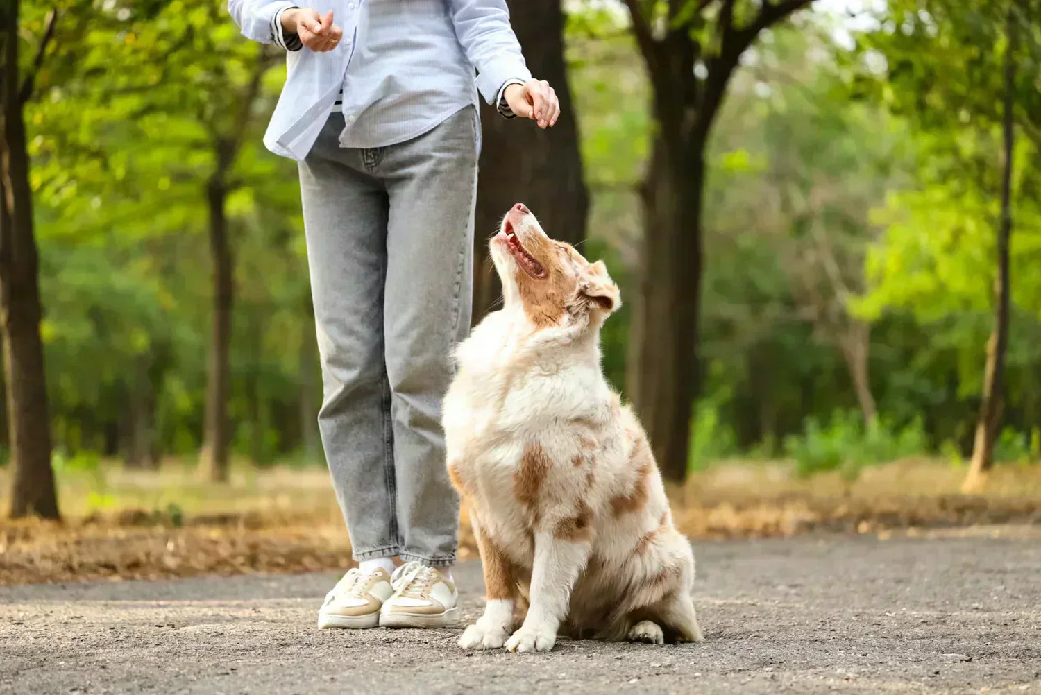 Antijagdtraining: Hund sitzt und hält Blickkontakt für Belohnung – Sitz, Impulskontrolle und sicherer Rückruf.