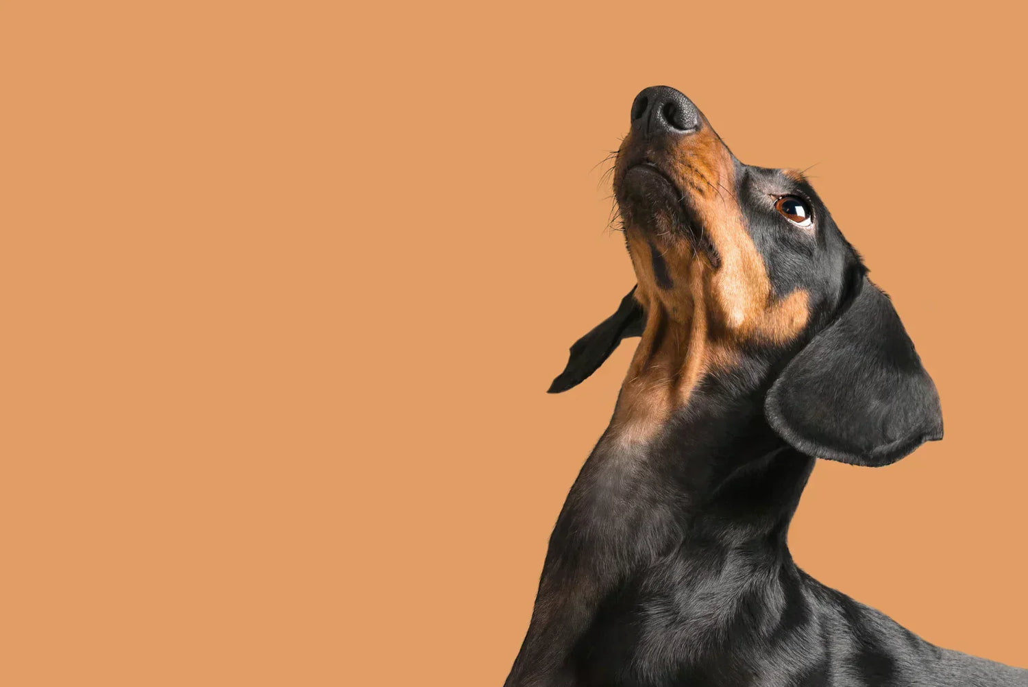 Schwarzer Dackel mit braunen Abzeichen schaut neugierig nach oben vor orangenem Hintergrund