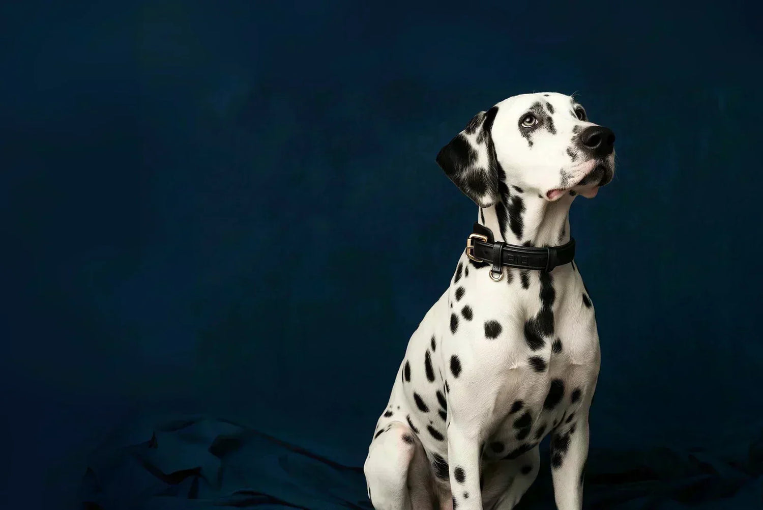 Dalmatiner mit schwarzem Lederhalsband vor dunkelblauem Hintergrund, aufmerksam und elegant