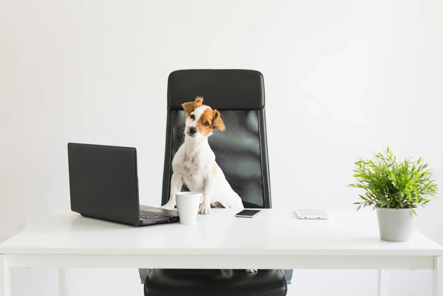 Jack Russell Terrier sitzt am Schreibtisch mit Laptop, Smartphone und Kaffeetasse – humorvolle Darstellung Hund im Büro.