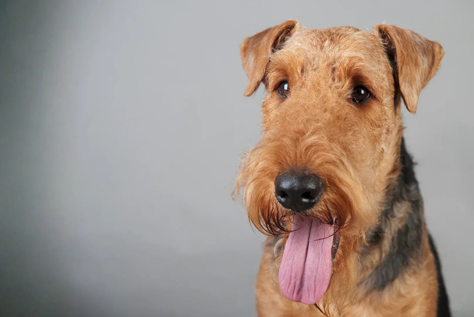 Airedale Terrier entspannt – großer, robuster Familienhund mit drahtigem Fell