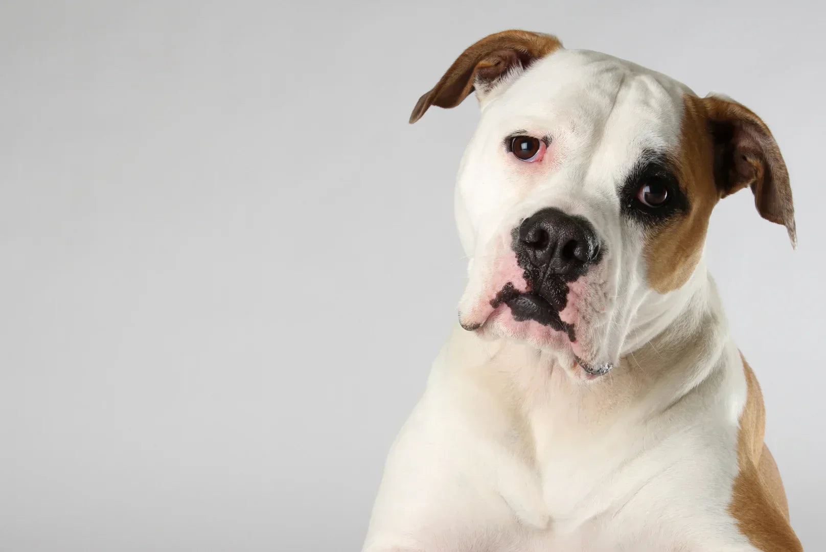 American Bulldog Porträt – wacher Blick, kürzerer Fang, liebevoller Familienhund mit Energie und Nervenstärke