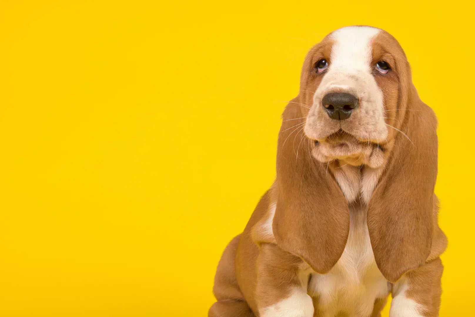 Basset Hound Rasseportrait: Charakter, Haltung & Pflege – Siliena