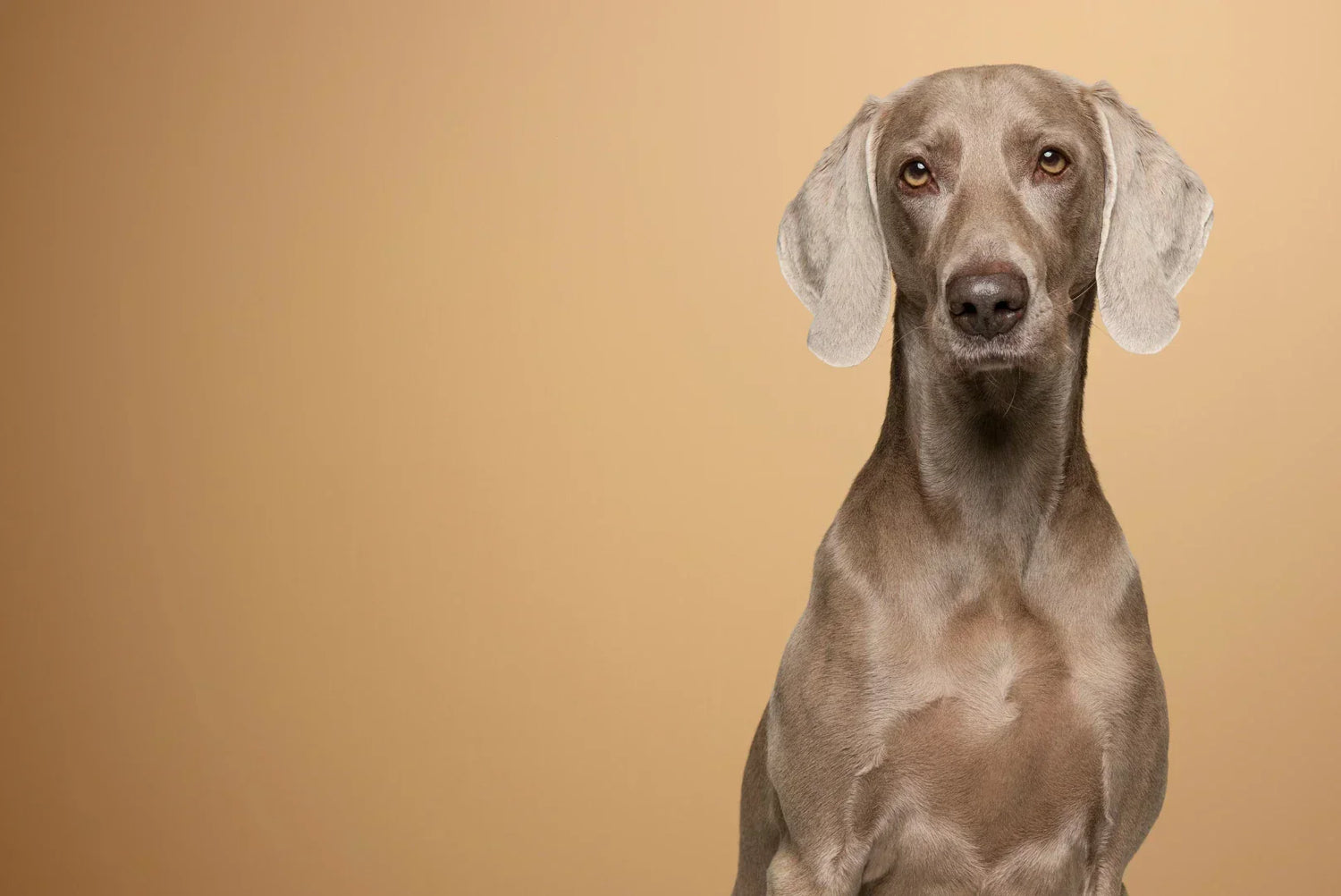 Weimaraner Hunderasse im Studio vor beigem Hintergrund, sportlicher Vorstehhund
