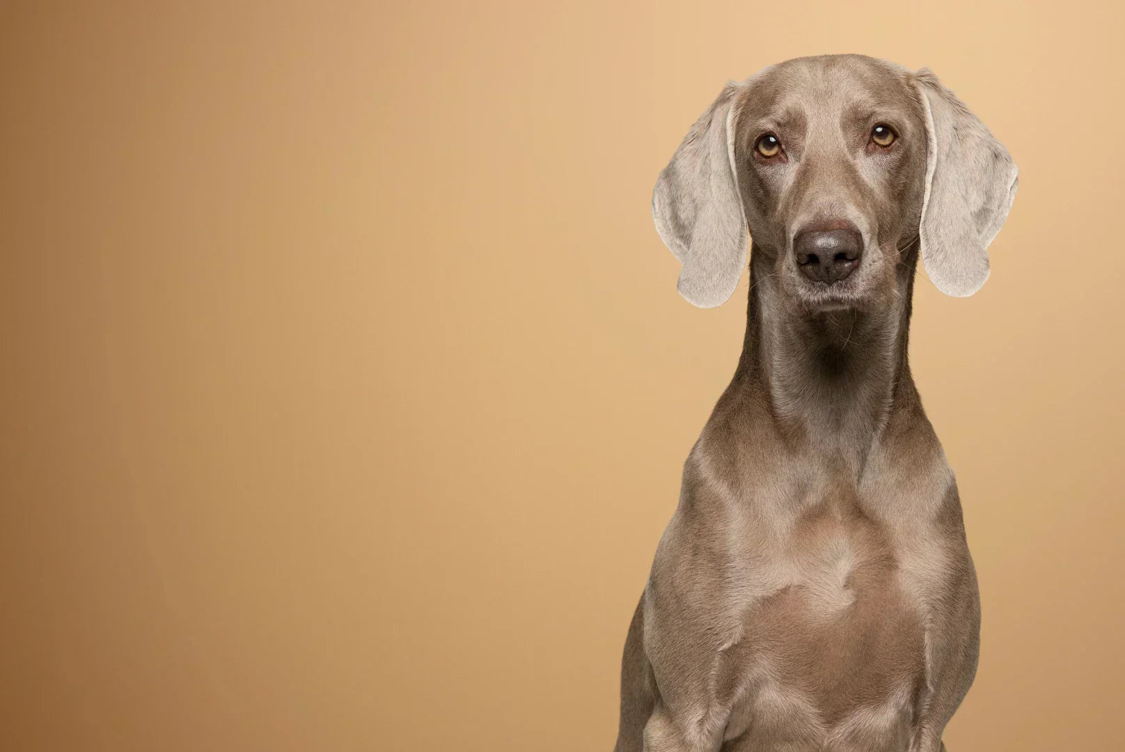 Weimaraner Hunderasse im Studio vor beigem Hintergrund, sportlicher Vorstehhund