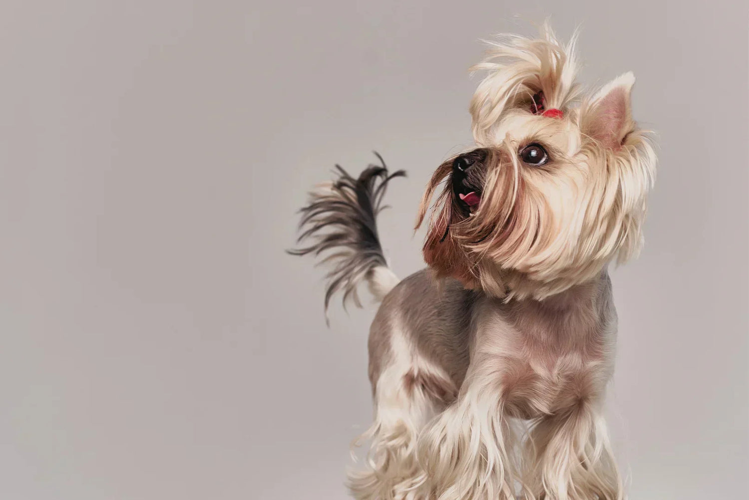 Gepflegter Yorkshire Terrier mit langem, seidigem Fell und Topknot in Bewegung – Rasseportrait Yorkie