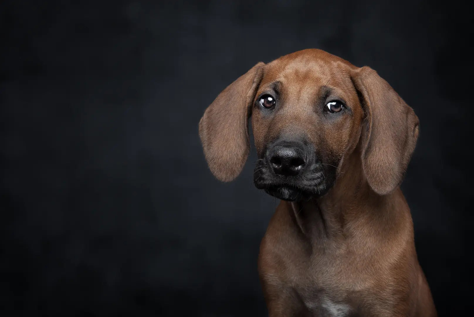 Rhodesian Ridgeback Welpe mit sanftem Blick vor dunklem Hintergrund