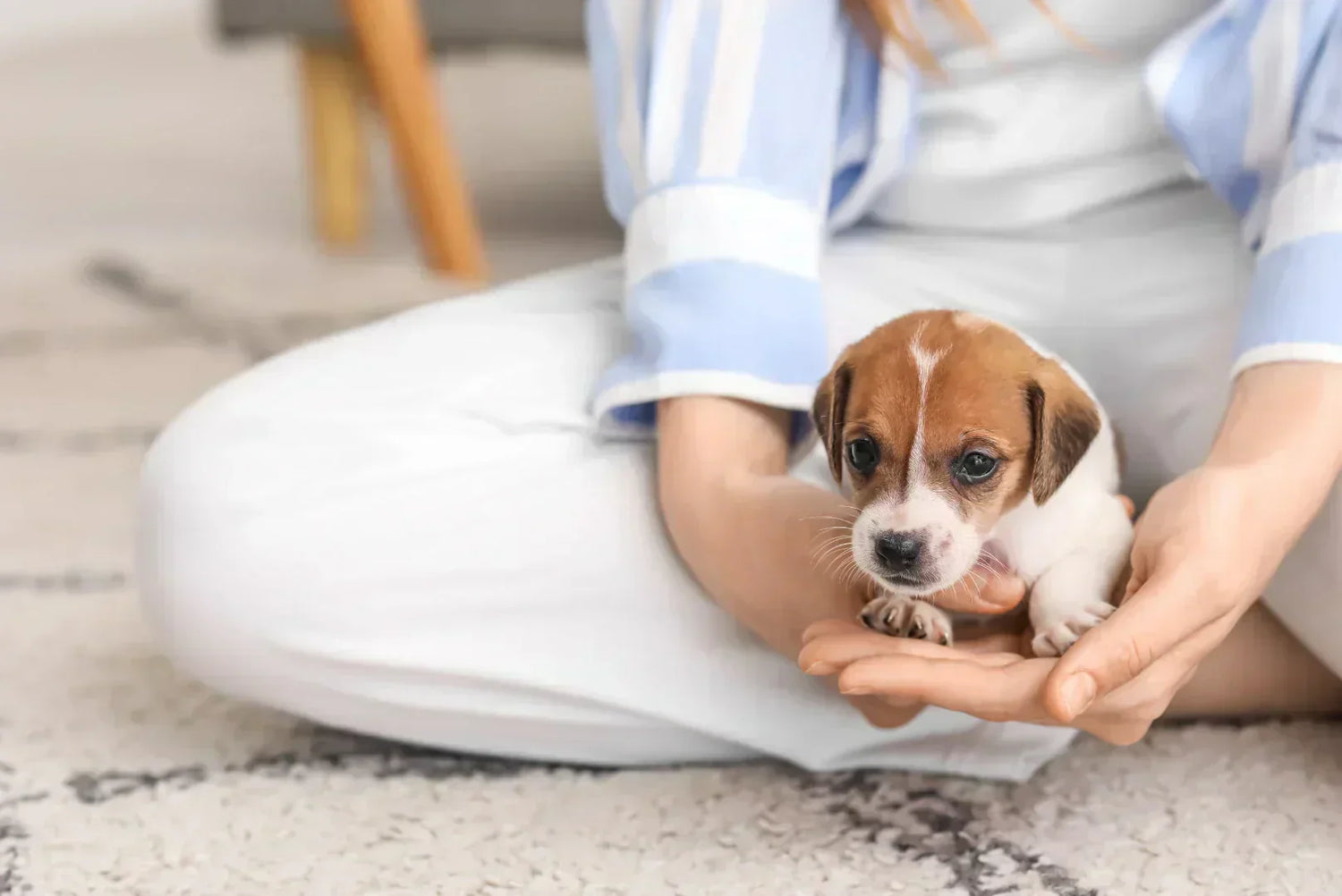 Kleiner Welpe fühlt sich geborgen auf dem Schoß seines Menschen beim Einzug