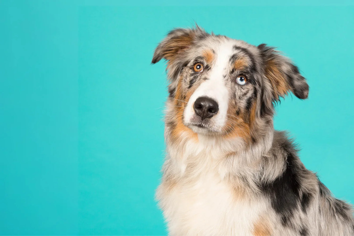 Australian Shepherd mit blauem und braunem Auge vor türkisfarbenem Hintergrund – charakteristische Merle-Zeichnung und wachsamer Ausdruck der aktiven Hütehundrasse.