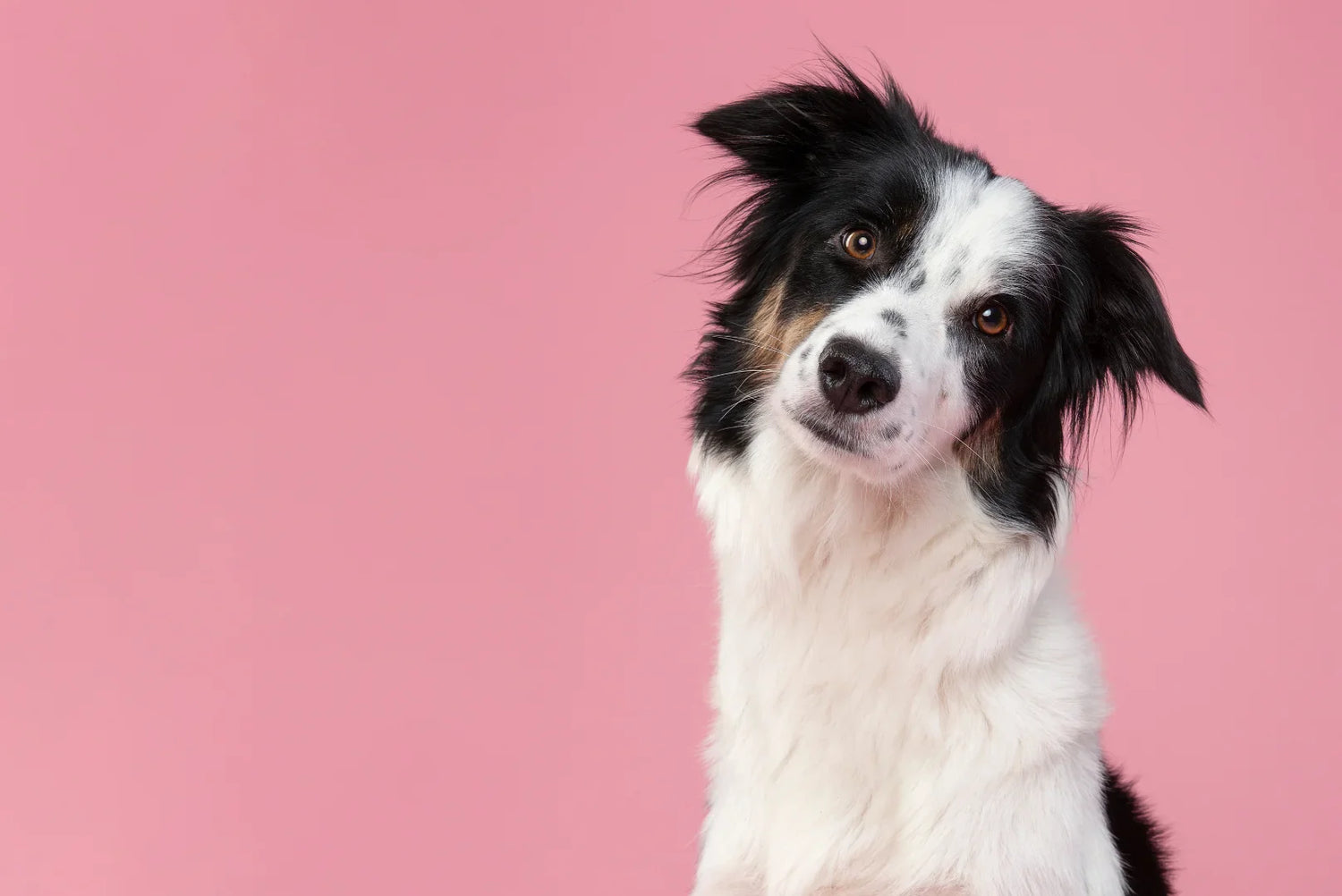 Border Collie mit schwarz-weißem Fell und intelligentem Blick vor rosa Hintergrund – typische Hunderasse bekannt für Agilität, Intelligenz und Hüteinstinkt.