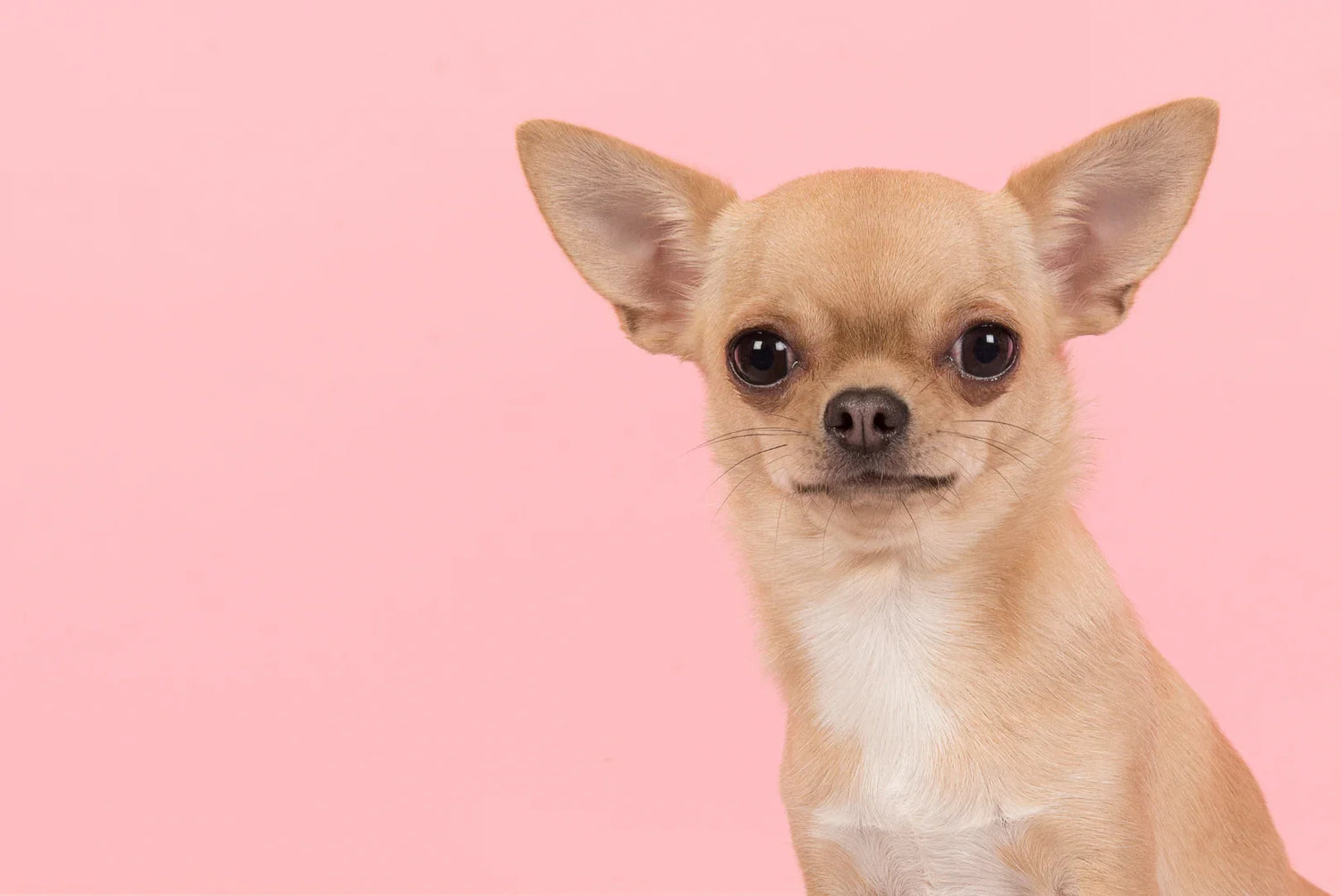 Chihuahua mit hellem Fell sitzt vor rosa Hintergrund – kleine Hunderasse mit großen Augen und aufrechten Ohren.