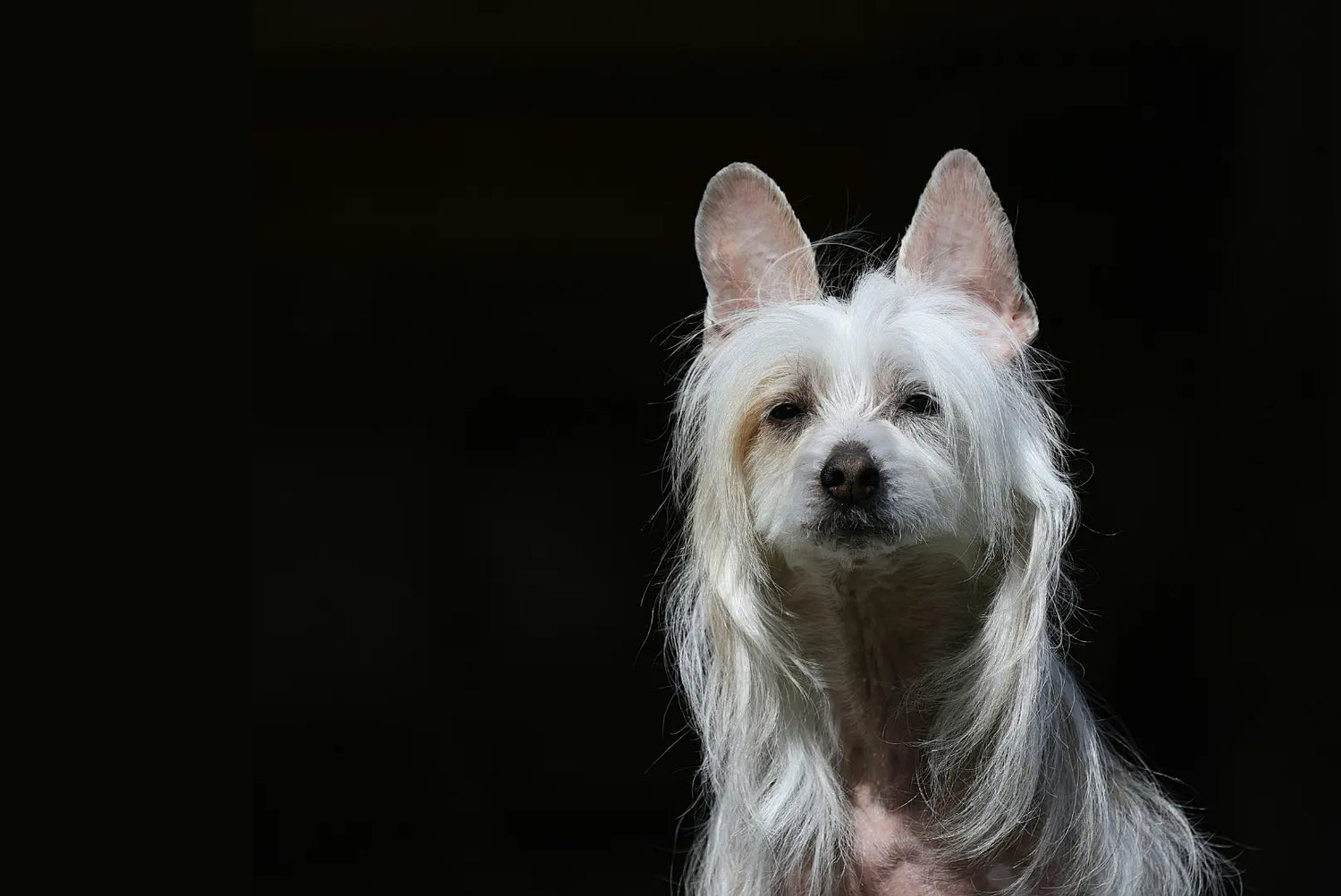 Chinesischer Schopfhund mit langem weißen Haarschopf – elegante Darstellung der Rasse im Portrait.