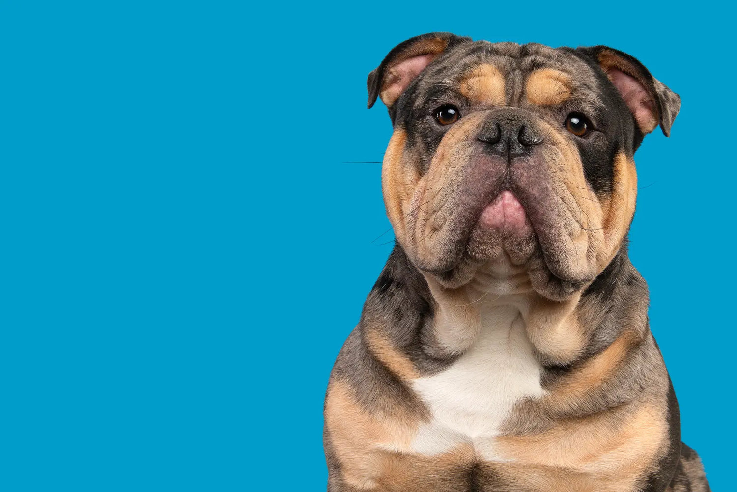 Englische Bulldogge Porträt vor blauem Hintergrund – dreifarbiges Fell, markante Gesichtsfalten