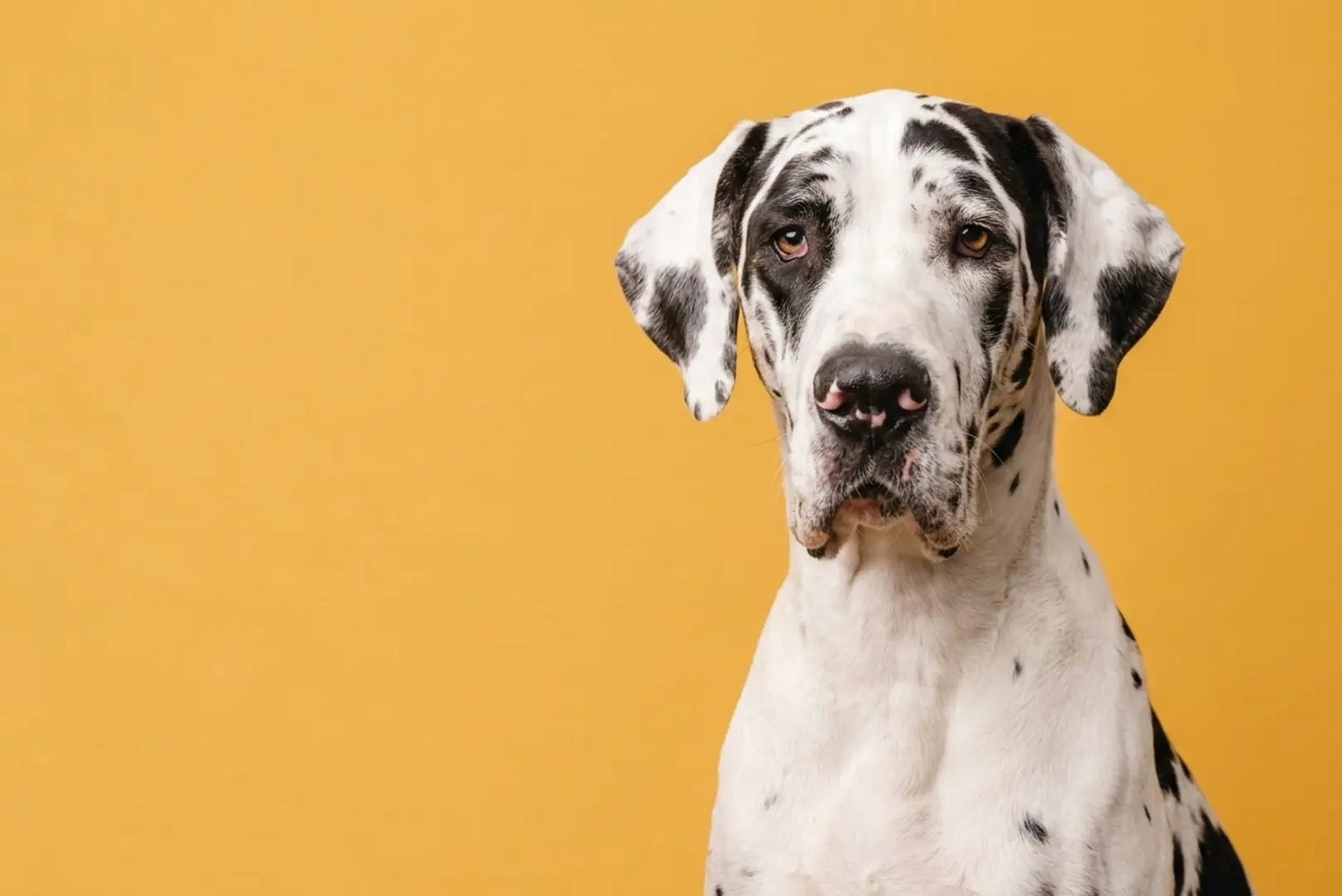 Deutsche Dogge (Great Dane) mit Harlekin-Fellzeichnung vor gelbem Hintergrund