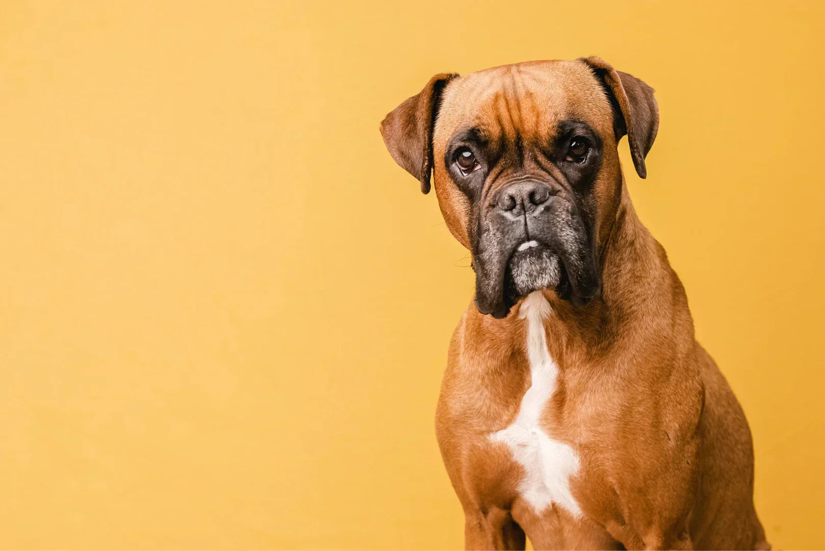 Deutscher Boxer Porträt – loyaler, energiegeladener Begleiter der Hunderasse