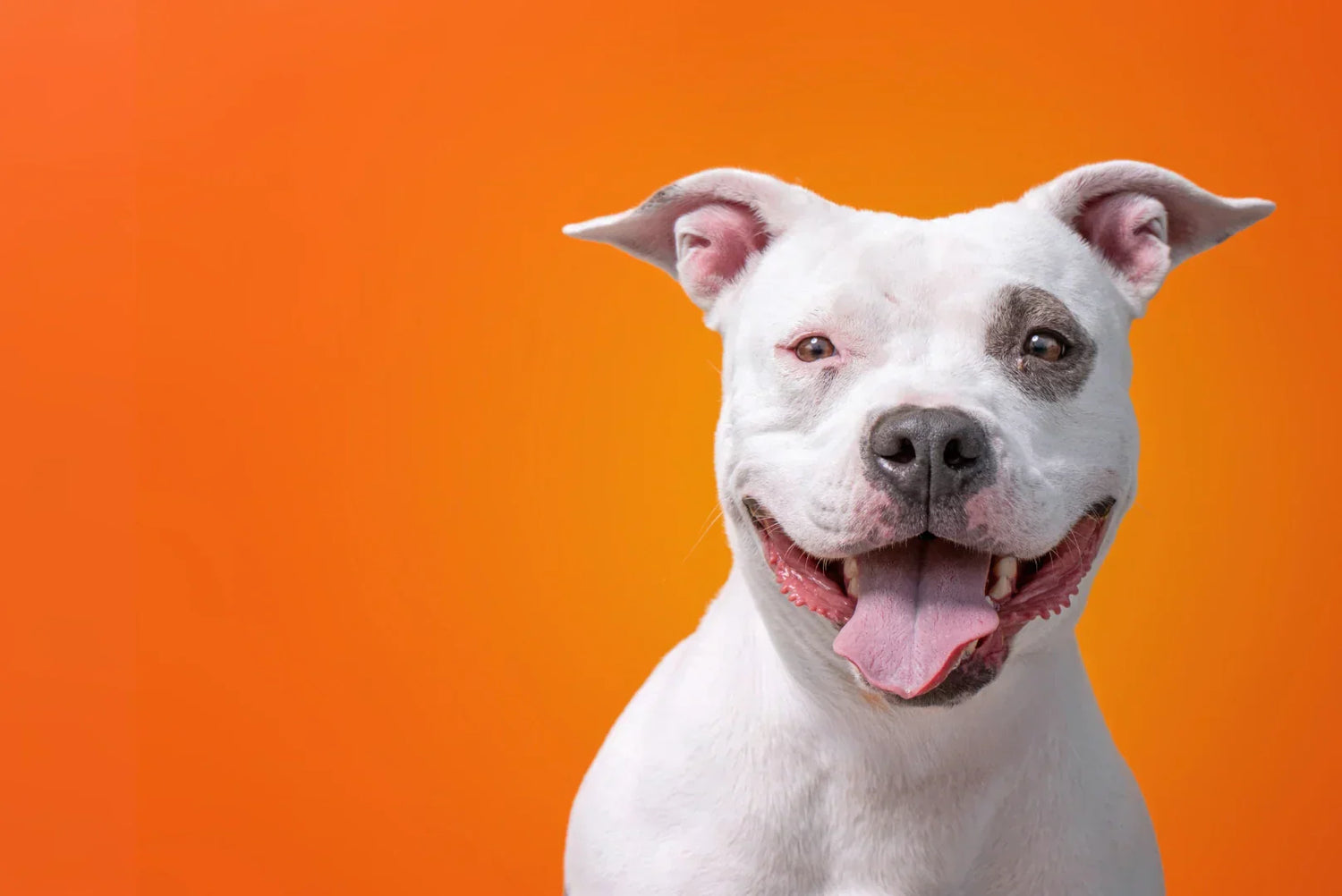 Weißer American Pitbull Terrier mit schwarzem Fleck am Auge, schaut fröhlich in die Kamera vor orangefarbenem Hintergrun