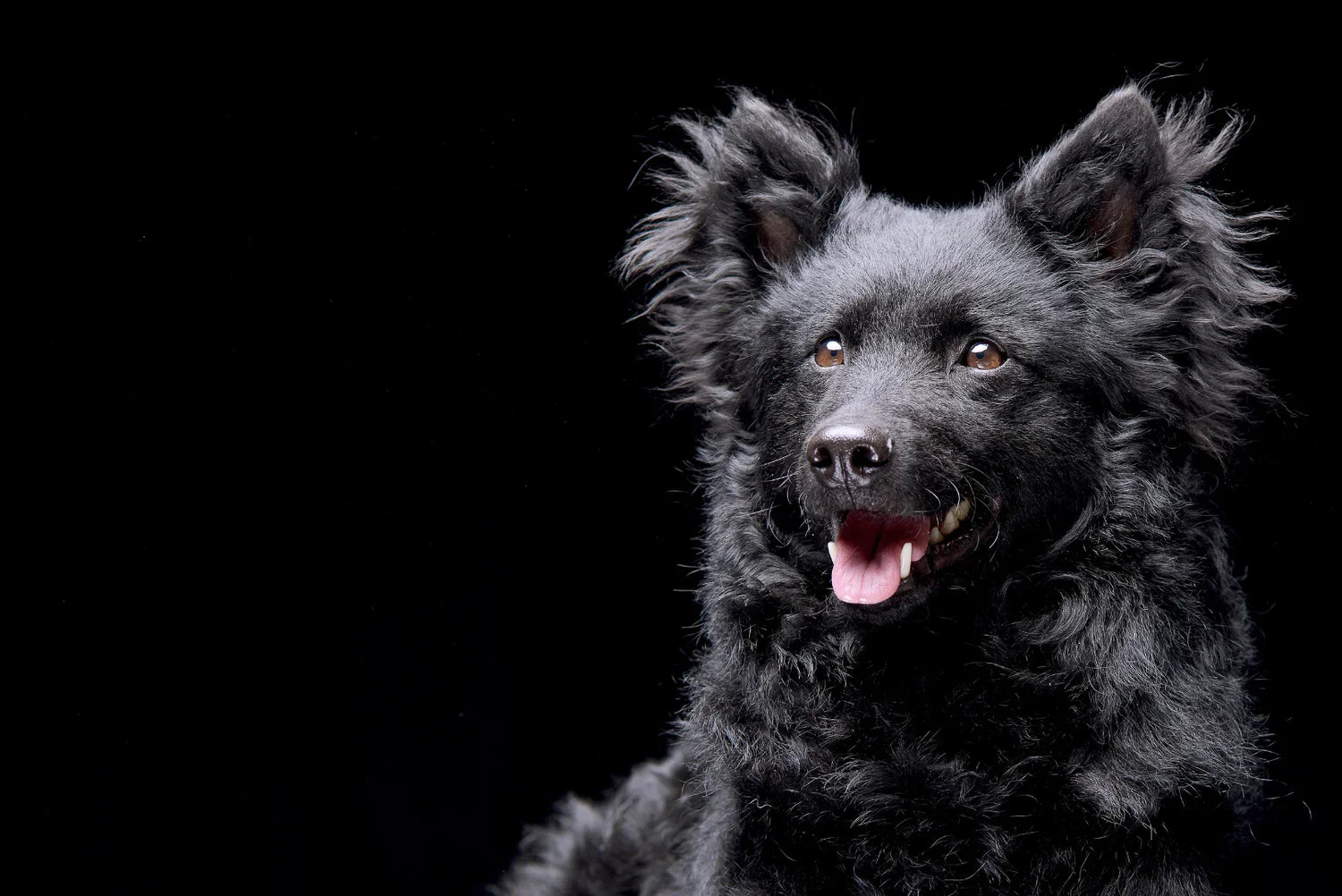 Schwarzer Mudi mit lockigem Fell sitzt aufmerksam vor schwarzem Hintergrund – charakterstarker Arbeitshund aus Ungarn.