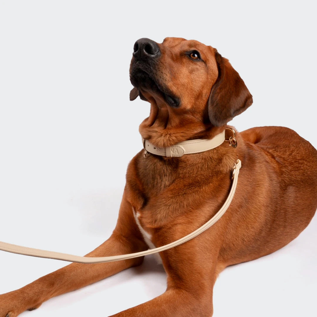 Brauner Hund trägt ein beigefarbenes Hundehalsband mit Leine aus Echtleder von SILENA – Seitenansicht im Liegen.