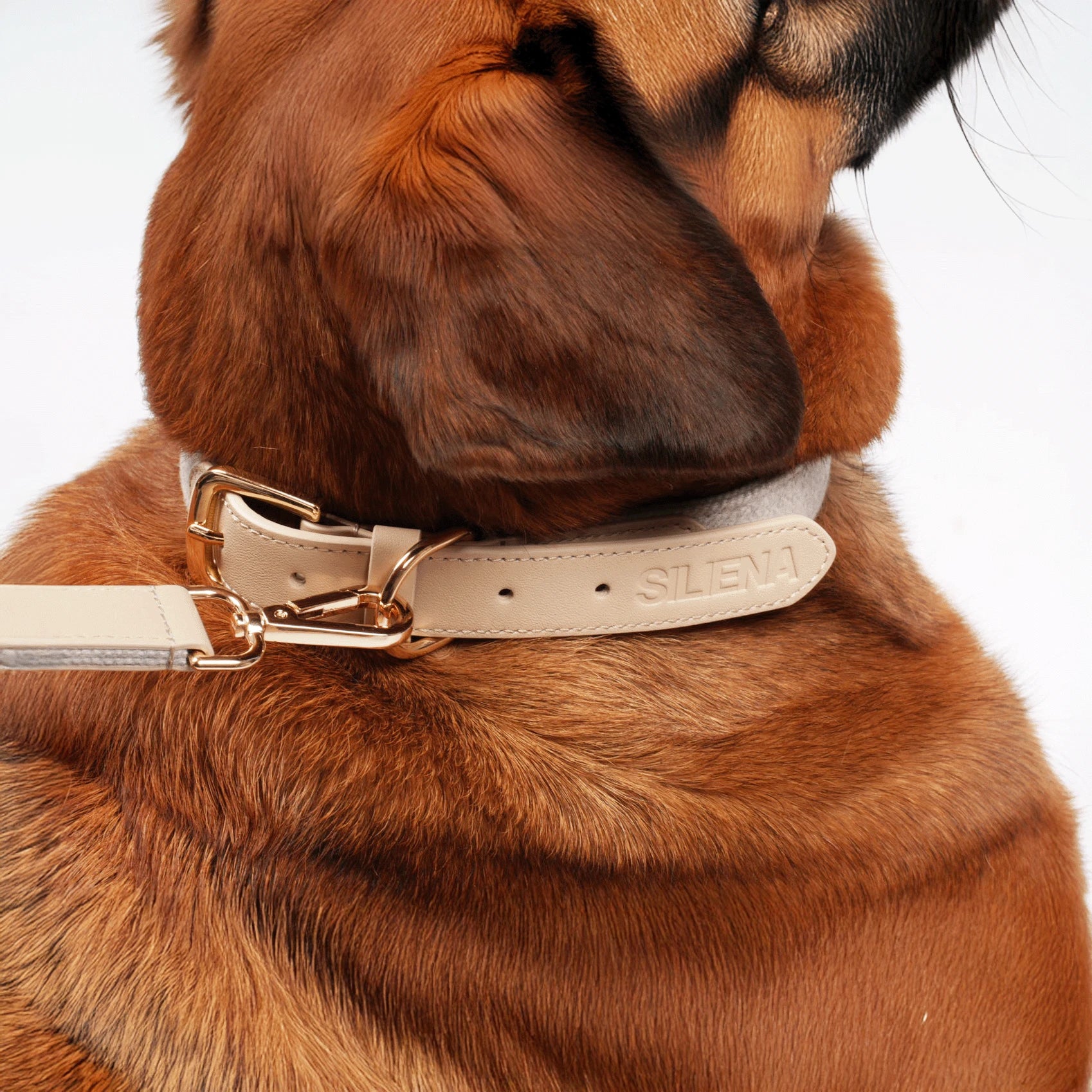 Brauner Hund mit beigem Hundehalsband aus Echtleder von SILENA mit goldener Schnalle und Leine getragen.