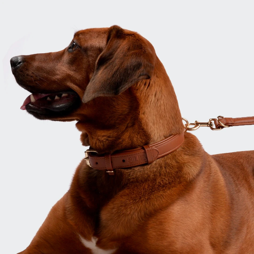 Seitenansicht eines Hundes mit braunem Echtleder Hundehalsband, verbunden mit passender Leine.