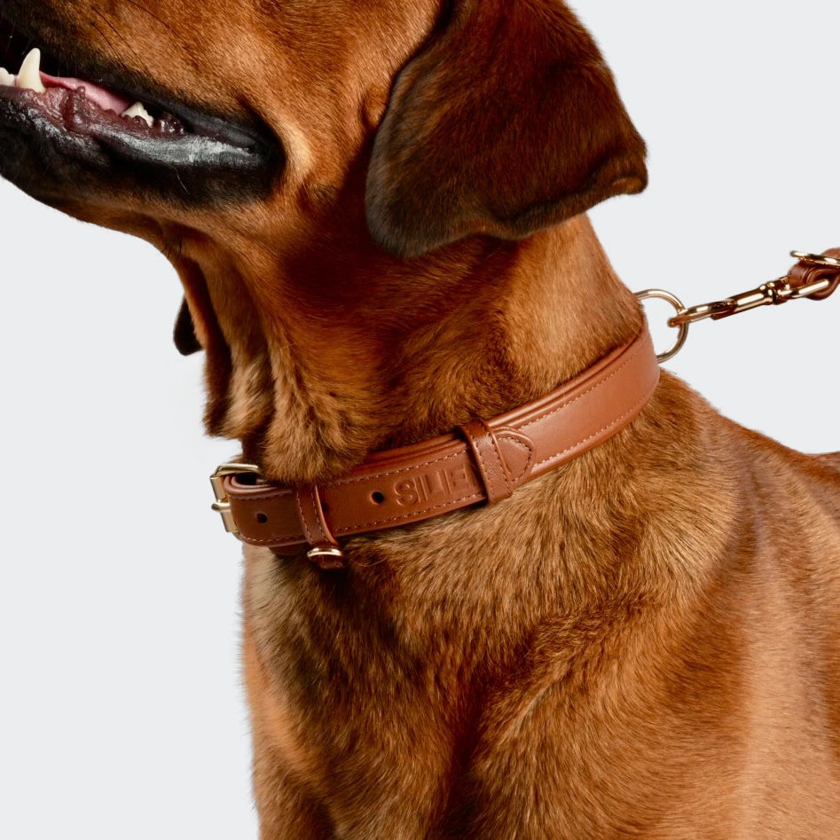 Detailaufnahme eines braunen Echtleder-Hundehalsbands mit goldener Schnalle und Logoprägung „SILENA“