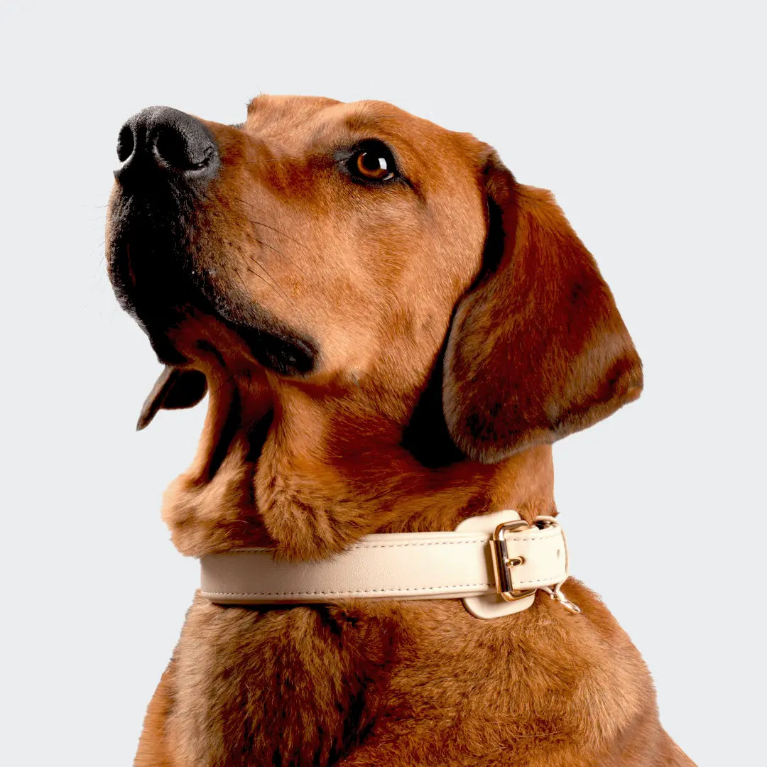 Großer Hund trägt Siliena Classic Hundehalsband in Beige – luxuriöses, handgefertigtes Lederhalsband mit goldener Schnalle für stilvolle Spaziergänge.