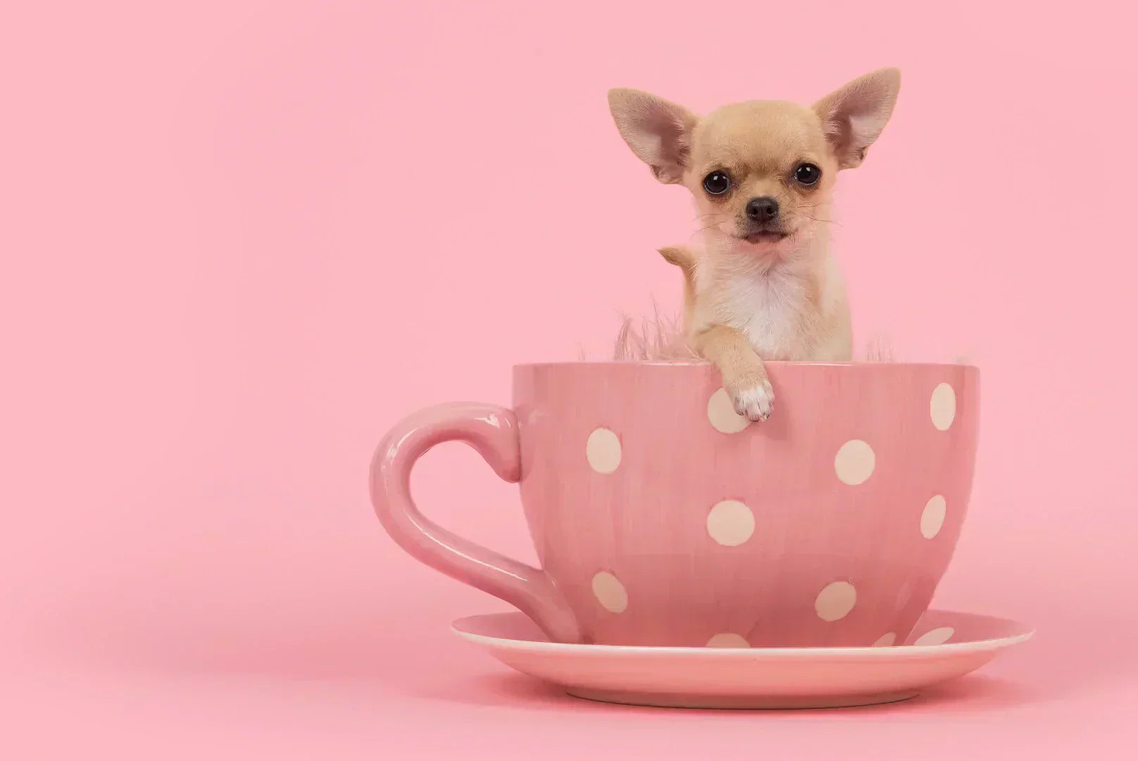 Kleiner Chihuahua-Welpe sitzt in rosafarbener Teetasse mit Punkten auf rosa Hintergrund – Teacup Chihuahua Symbolik