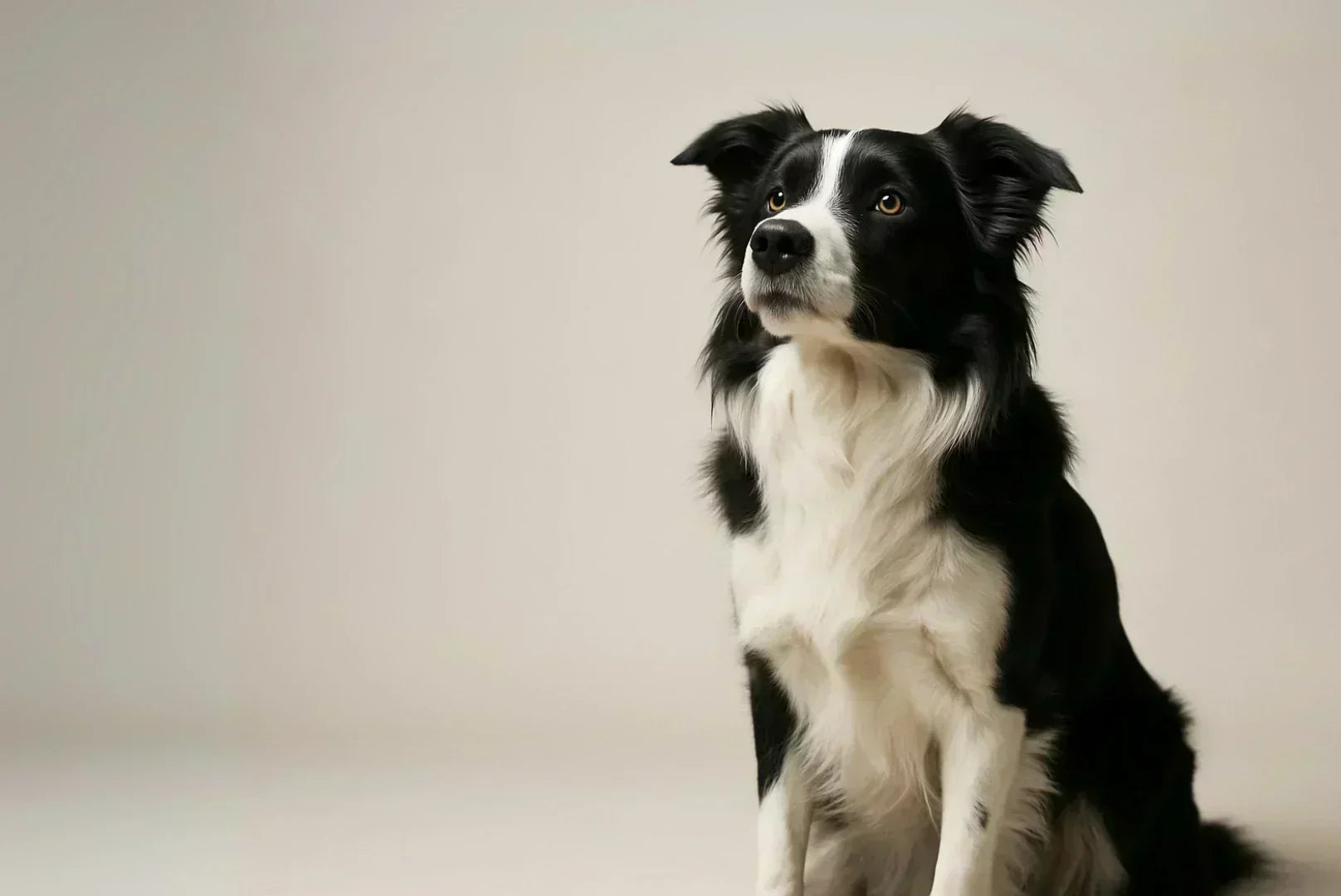 Schwarz-weißer Border Collie sitzt vor neutralem Hintergrund und schaut konzentriert – eleganter und energiegeladener Hütehund.