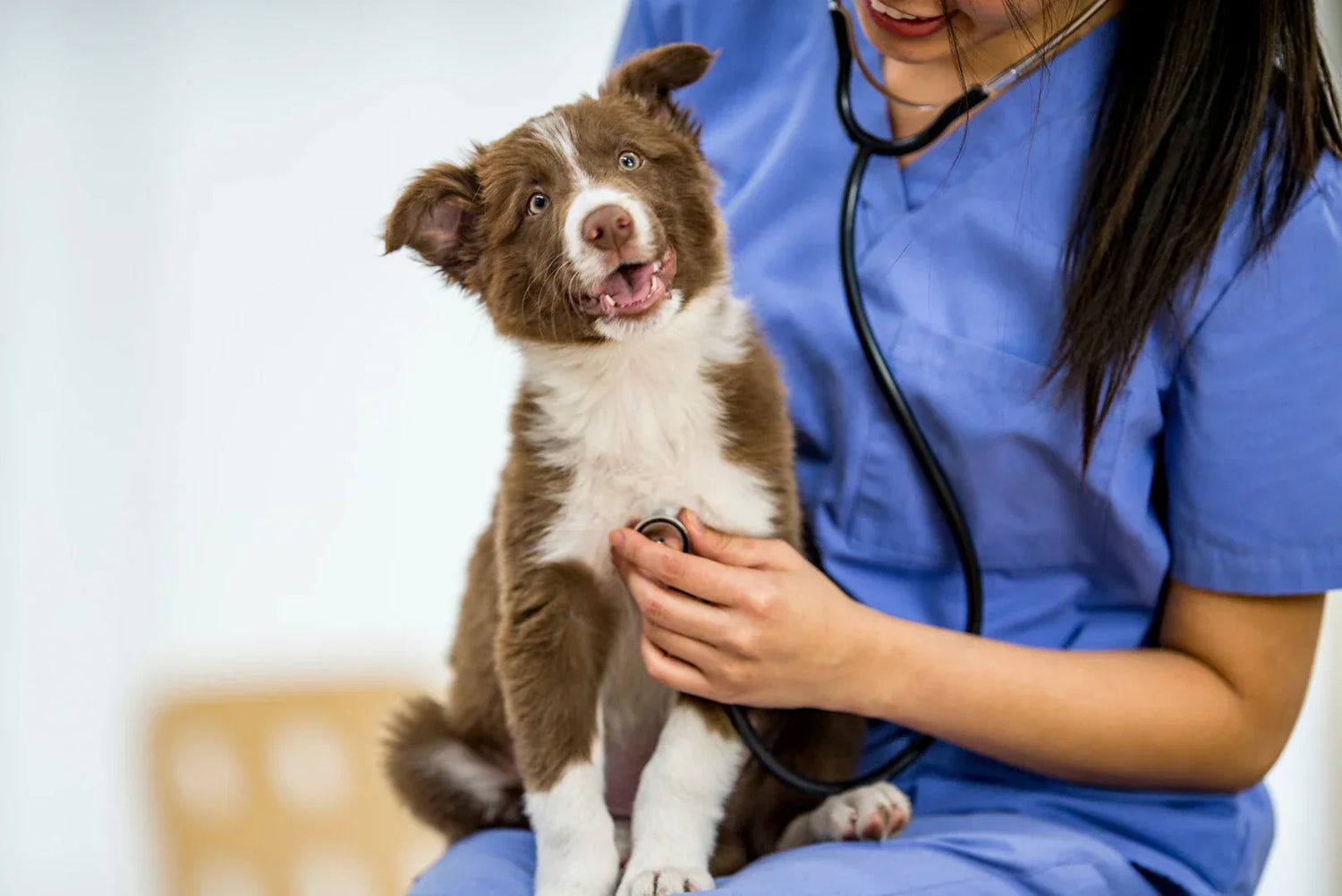 Fröhlicher Welpe wird von Tierärztin mit Stethoskop untersucht – erste Tierarztbesuche für junge Hunde