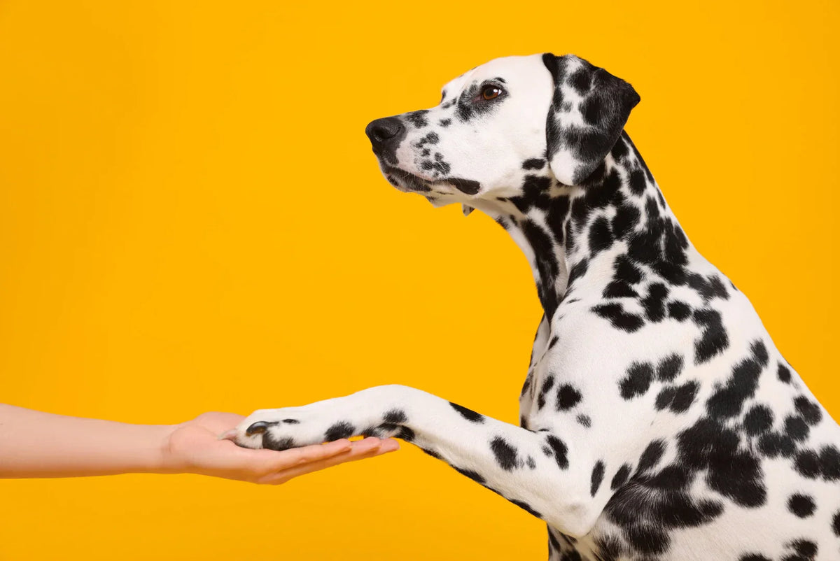Hundetricks leicht erklärt – Beliebte Übungen & Tipps
