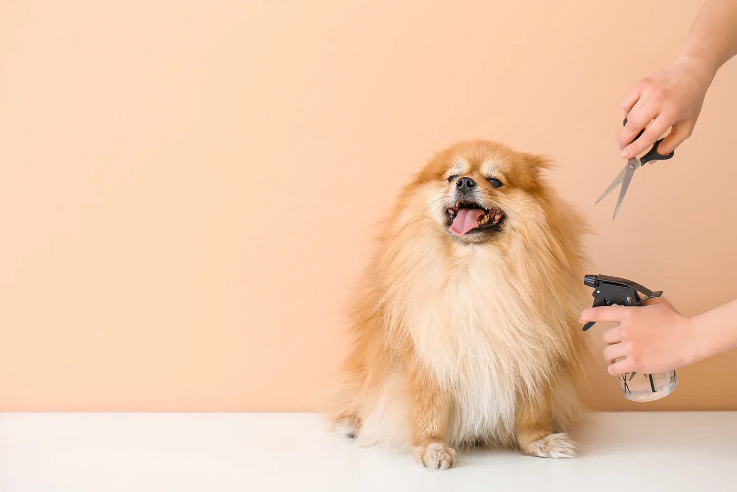 Pomeranian wird im Winter gepflegt – Fellpflege mit Schere und Sprühflasche für gesundes, glänzendes Hundefell.