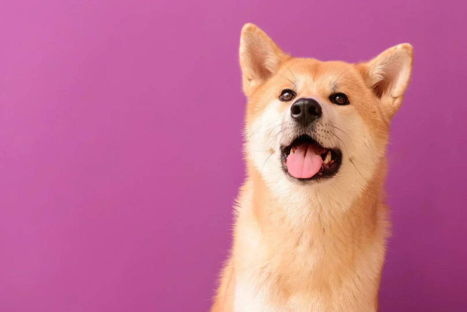 Akita Inu