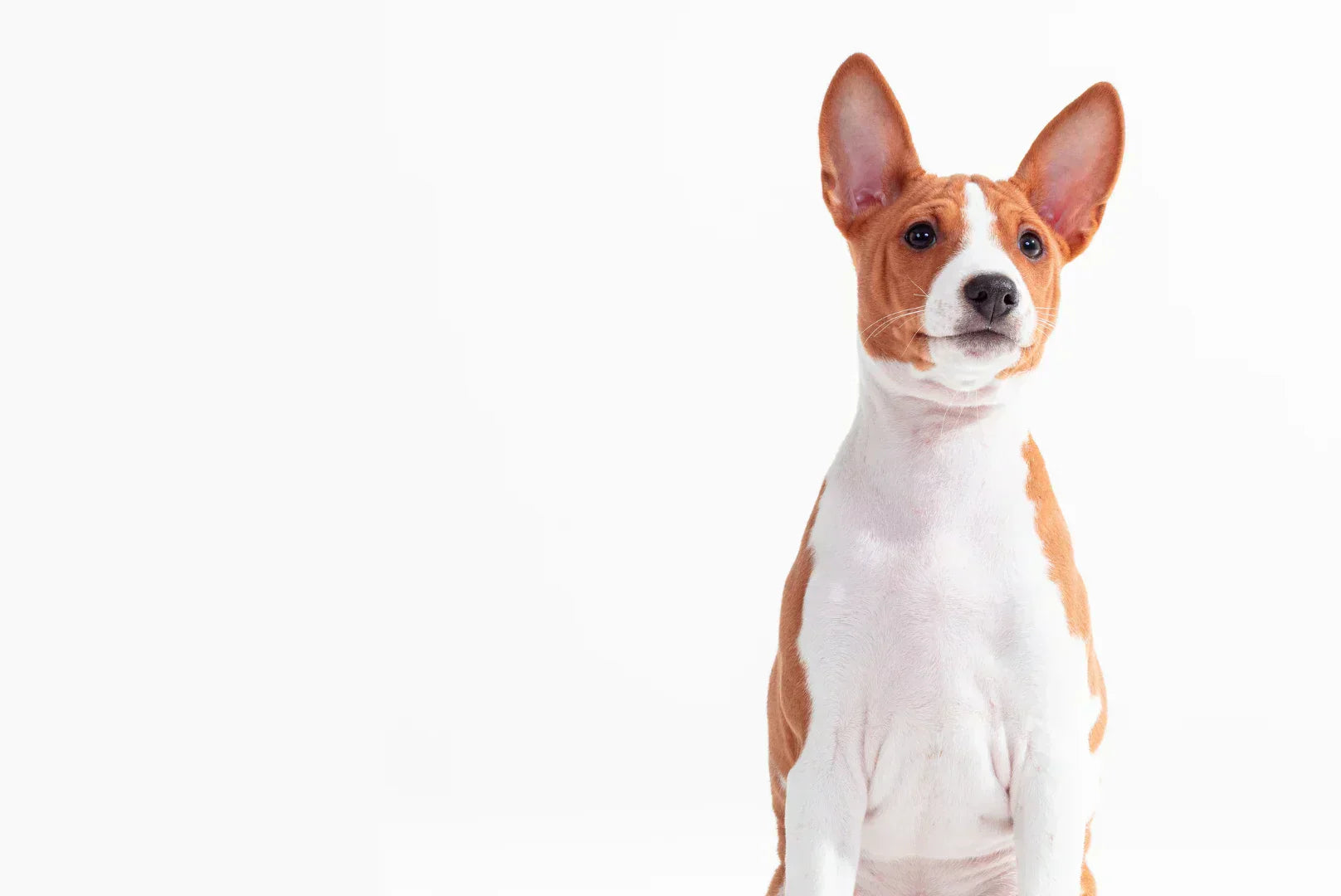 Basenji Porträt auf Weiß – intelligente, unabhängige Hunderasse, bellt kaum.