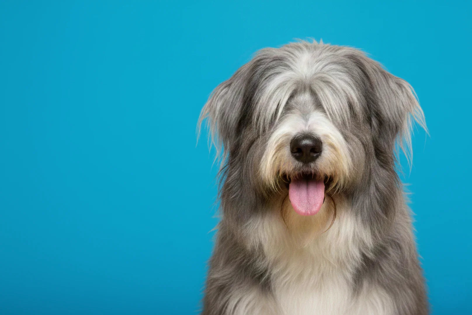 Siliena Magazin Bearded Collie Hunderasse 
