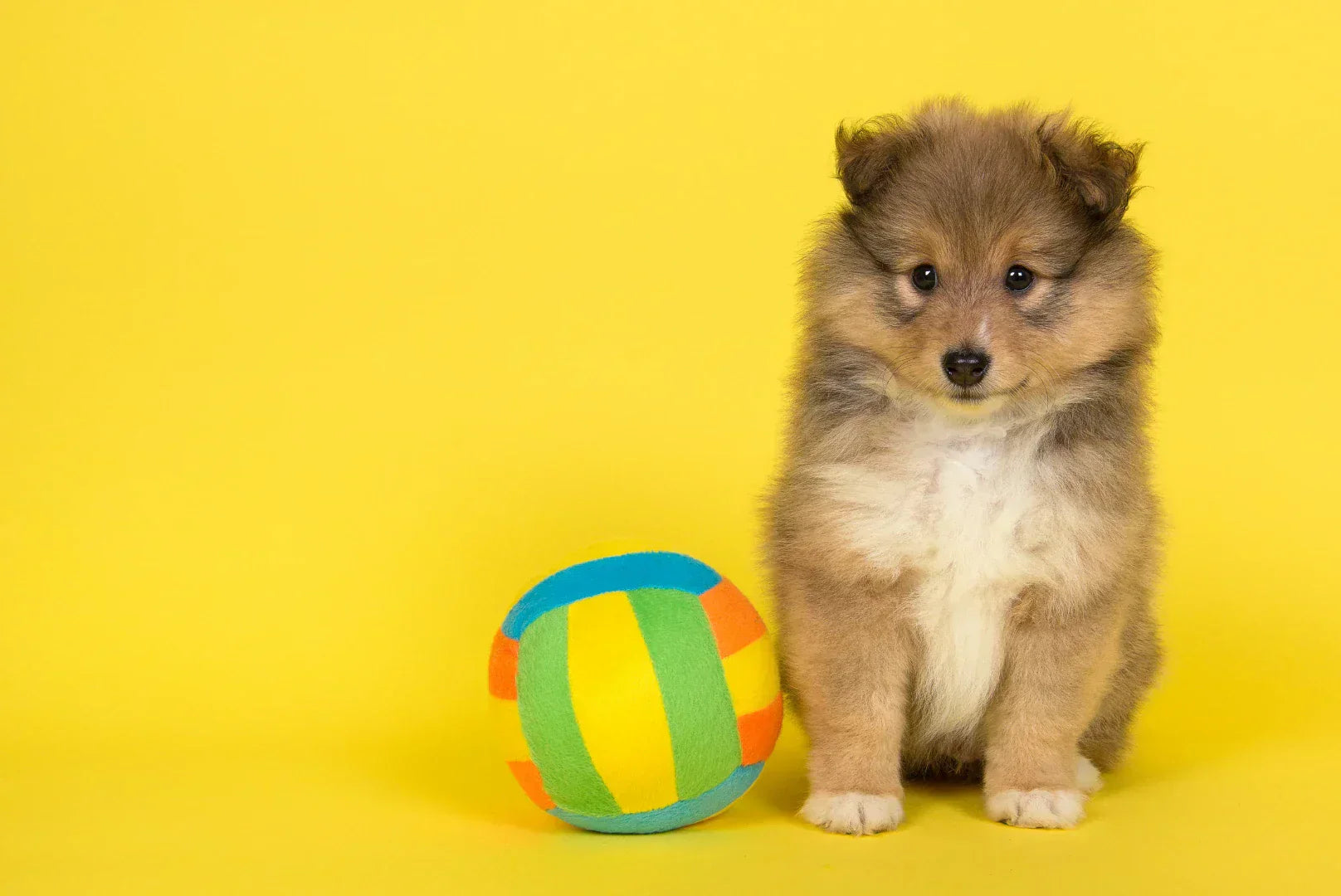 Sheltie-Welpe sitzt neben buntem Plüschball – geeignetes Welpenspielzeug für Spiel und Bewegung.