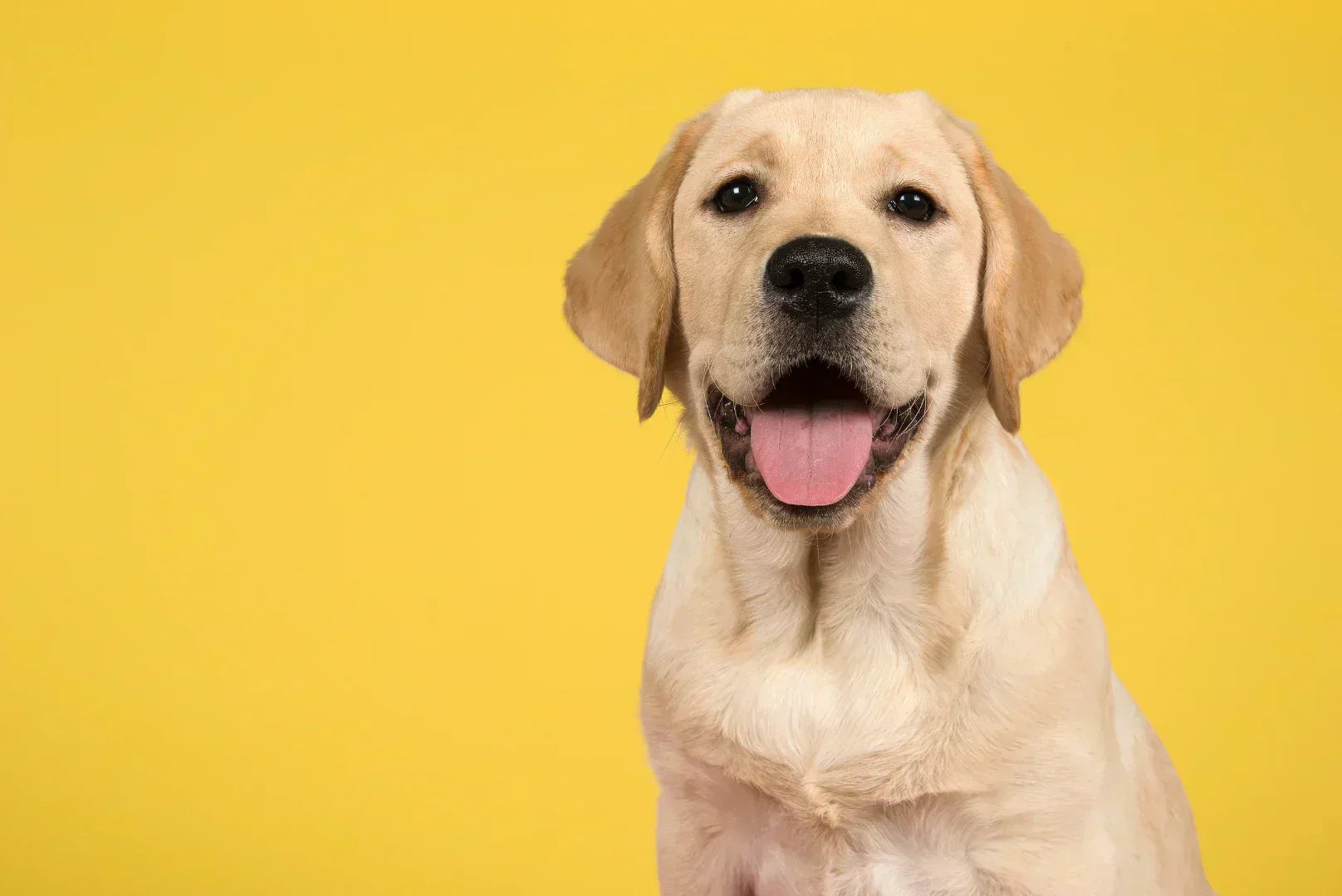 Labrador Retriever mit fröhlichem Gesichtsausdruck vor gelbem Hintergrund, treuer und freundlicher Familienhund