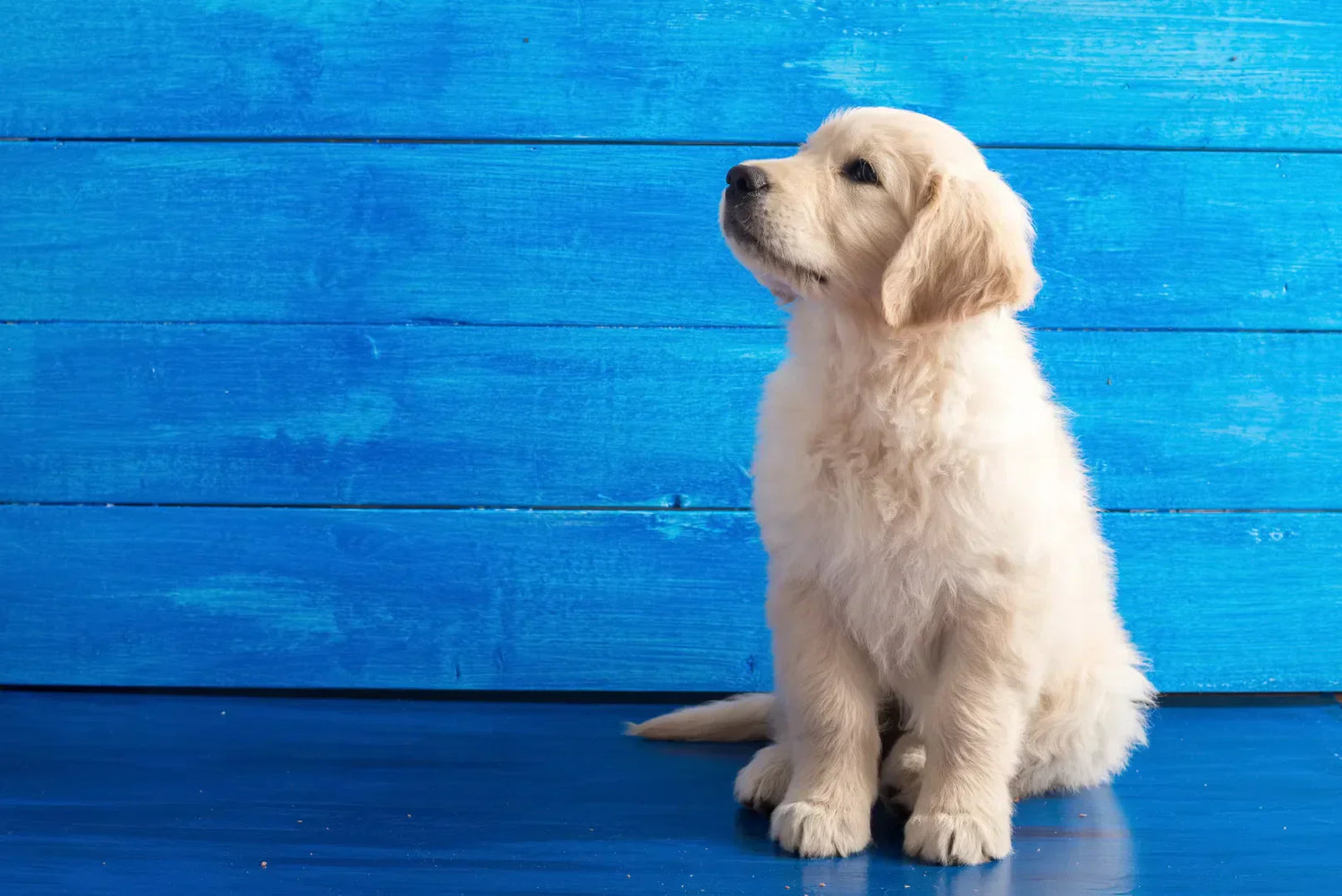 Golden Retriever Welpe sitzt aufmerksam vor blauer Holzwand