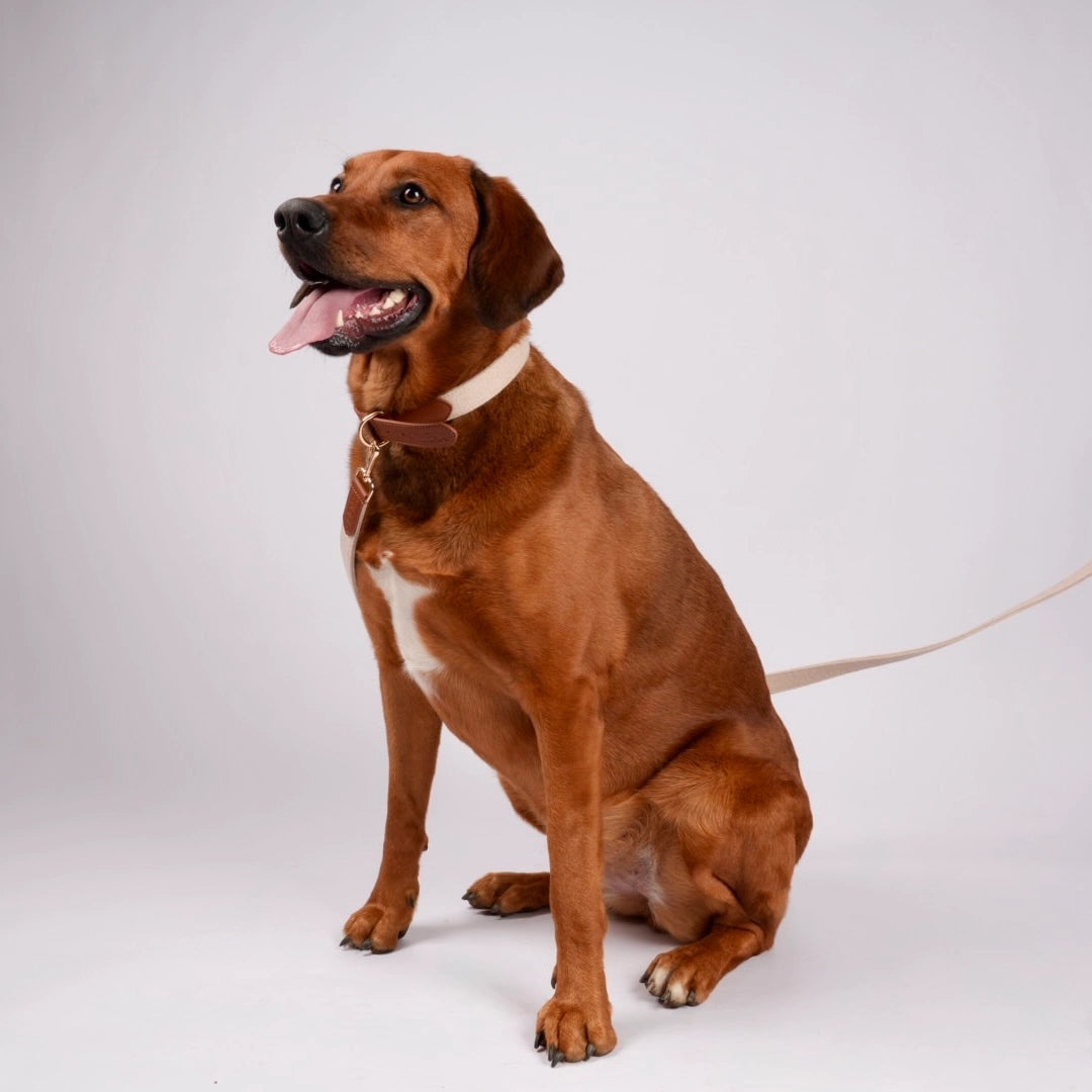 Brauner Hund mit hellbraunem Hundehalsband und passender Leine, sitzend im Studio mit neutralem Hintergrund.