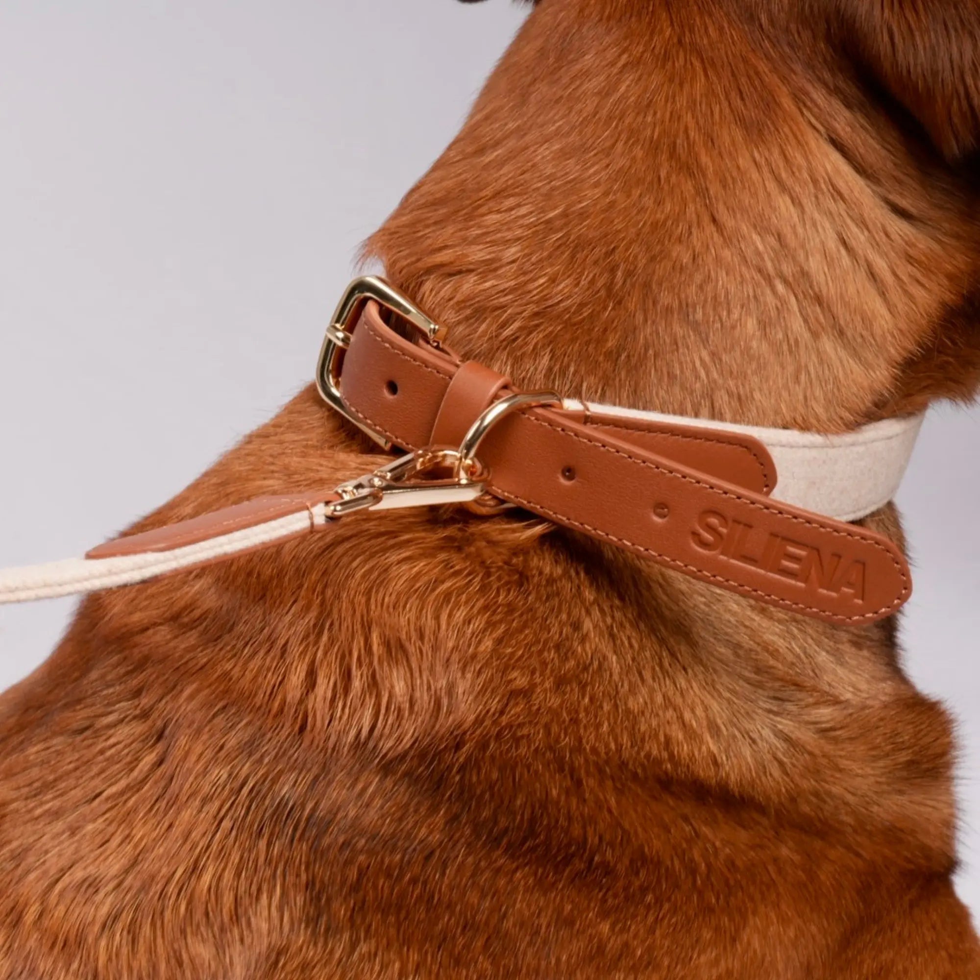 Detailansicht des Hundehalsbands mit goldener Schnalle und Leinenbefestigung am Nacken eines Hundes.