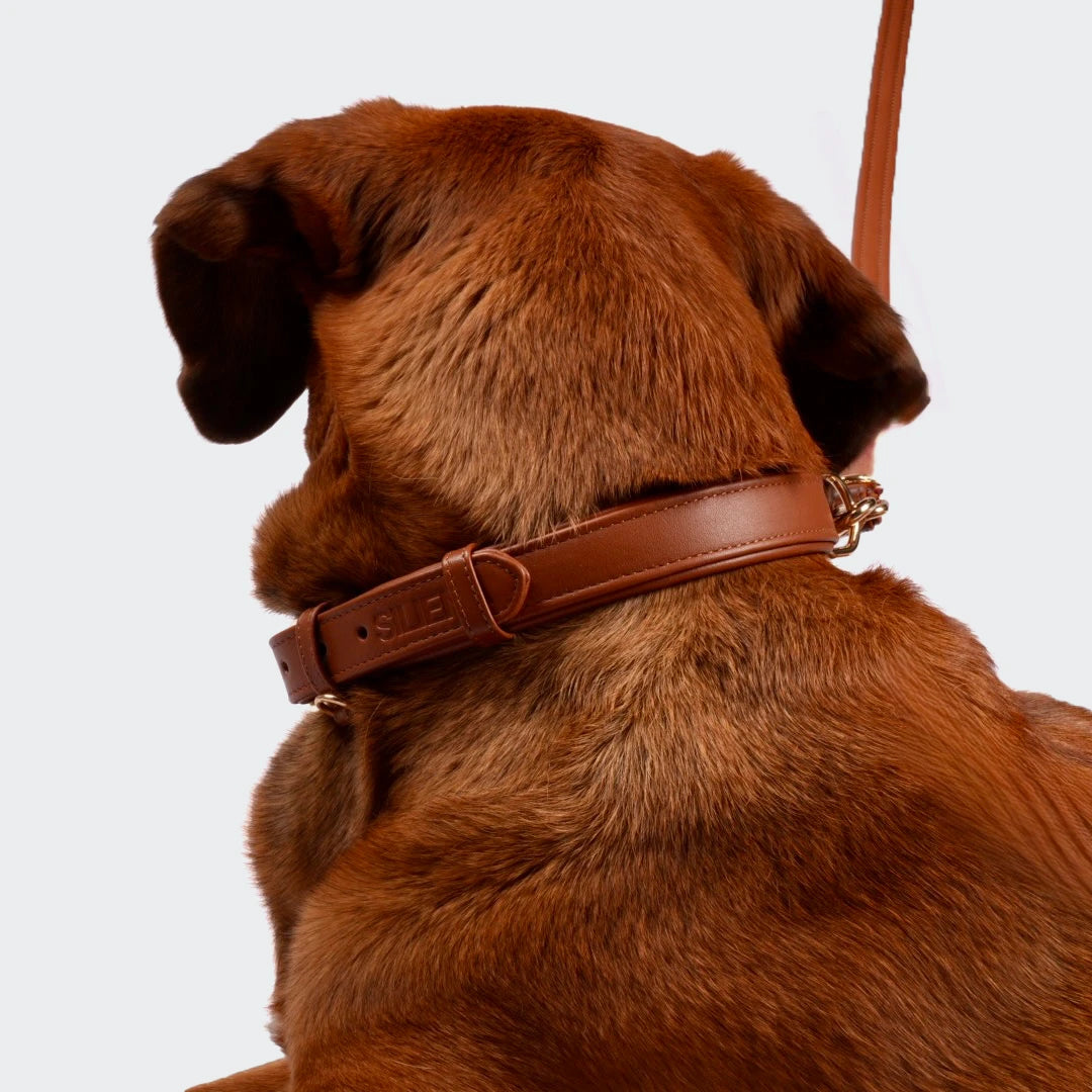 Rückansicht eines Hundes mit braunem Echtleder Halsband und passender Leine.