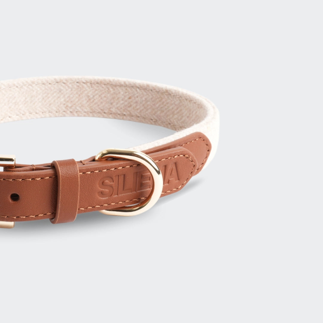 Nahaufnahme der goldenen Metallschnalle des Hundehalsbands aus echtem Rindsleder.